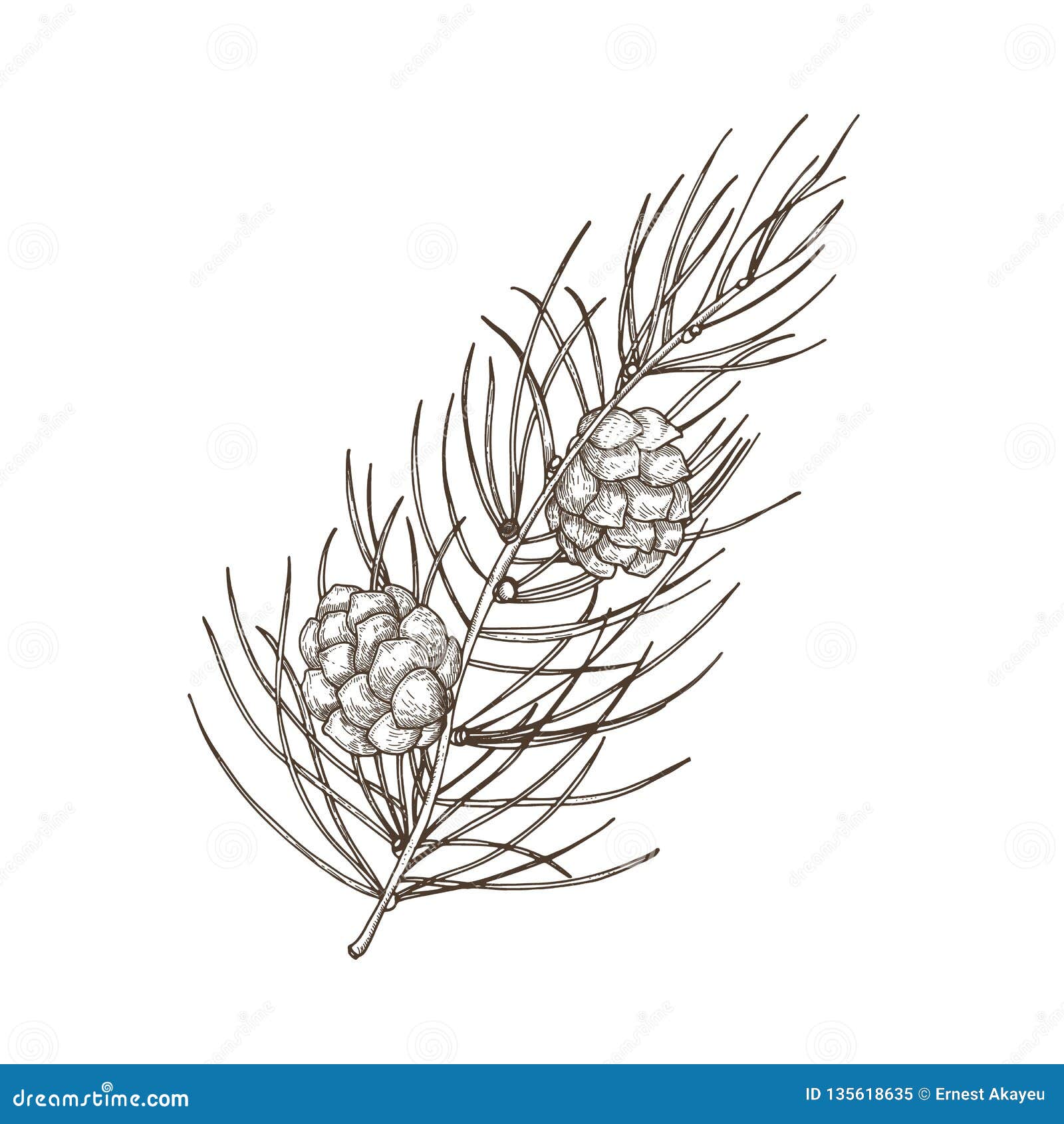 Hand Drawn Beautiful Botanical Drawing Of Pine Branch With Needle Like Foliage And Cones Evergreen Coniferous Tree Stock Vector Illustration Of Detail Beautiful