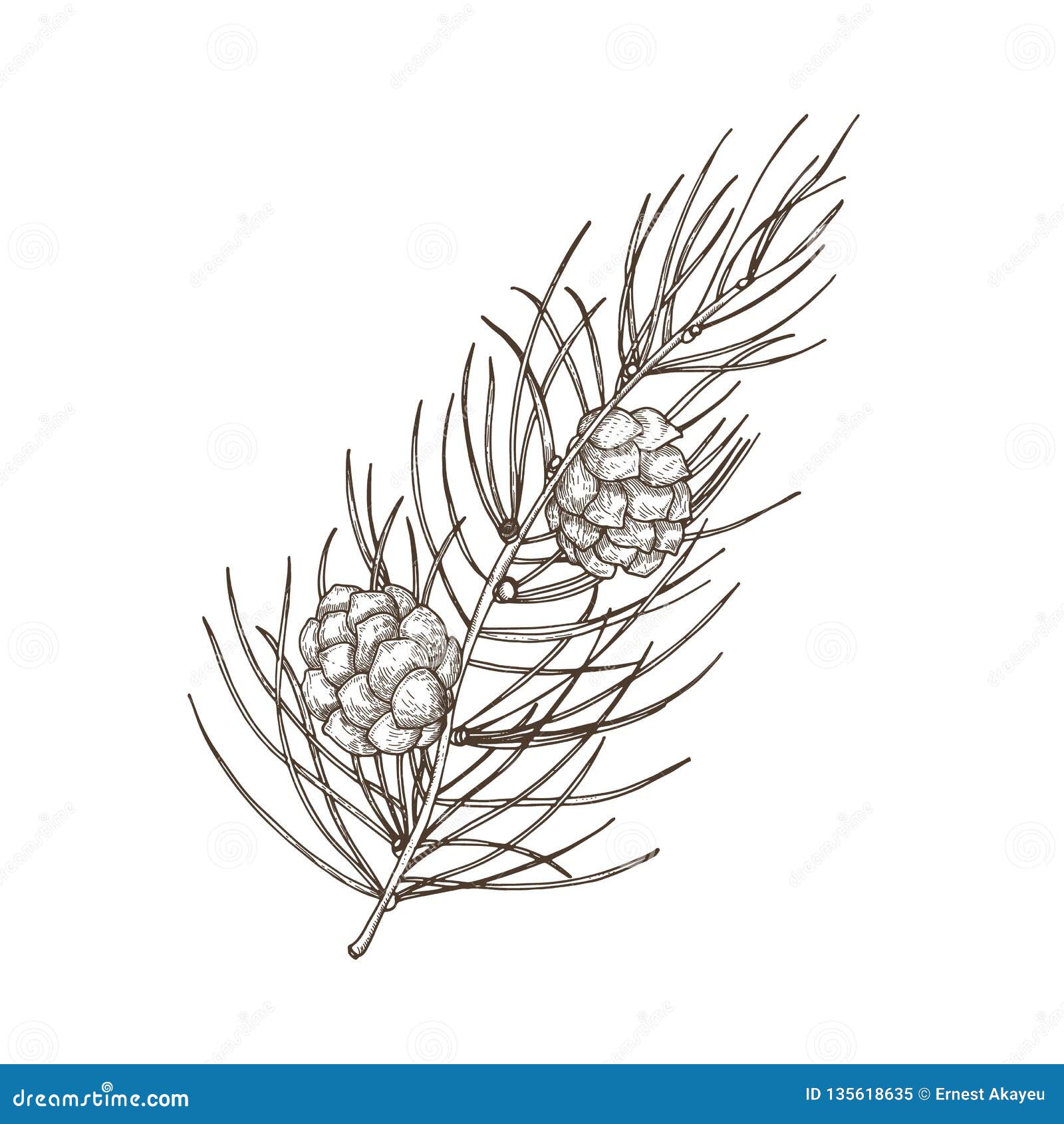 Hand Drawn Beautiful Botanical Drawing Of Pine Branch With Needle Like Foliage And Cones Evergreen Coniferous Tree Stock Vector Illustration Of Detail Beautiful Hand Drawn Beautiful Botanical Drawing Of Pine Branch With Needle Like Foliage And Cones Evergreen Coniferous Tree Stock Vector Illustration Of Detail Beautiful