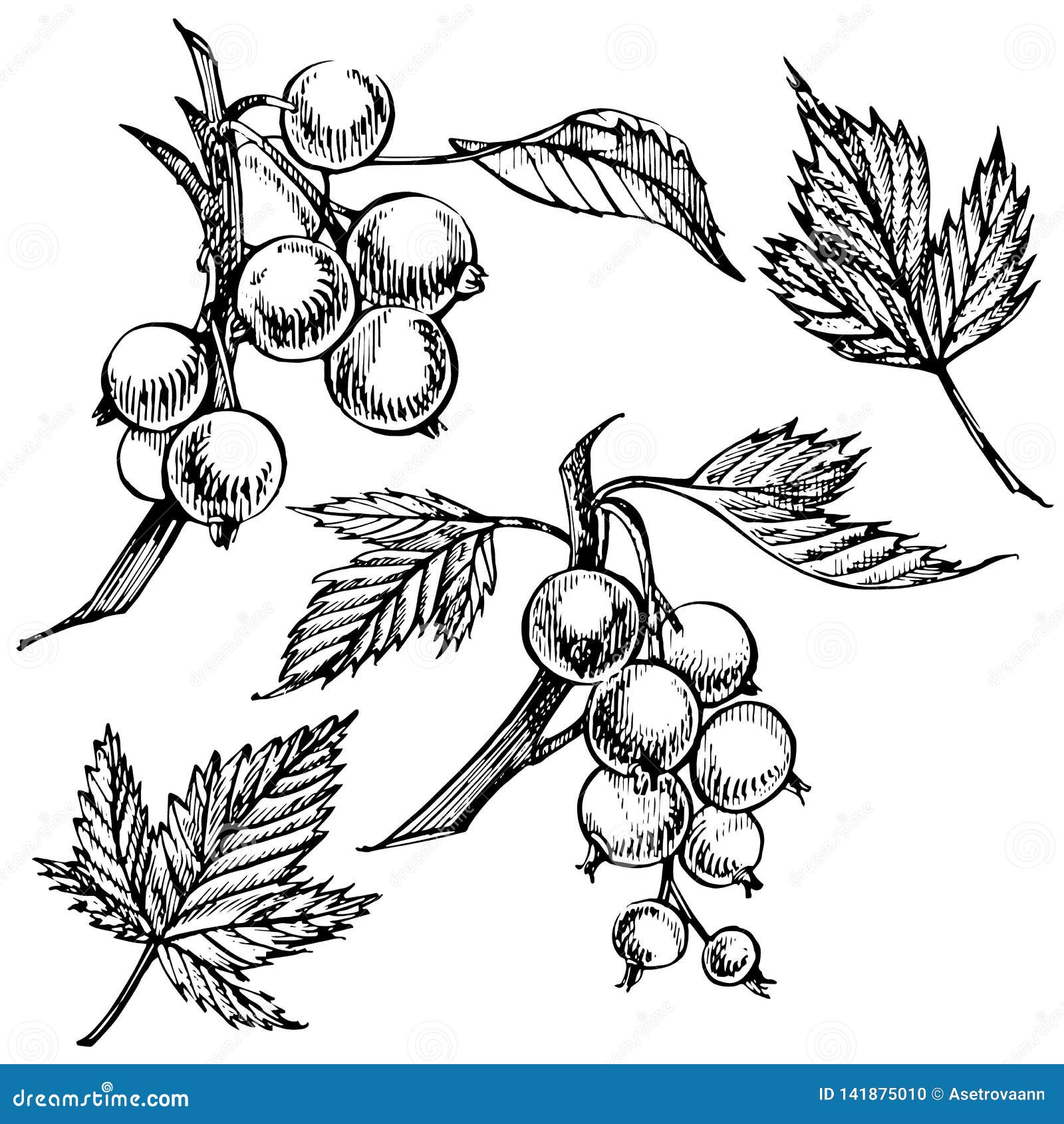 Hand Drawn Black Currant Sketch Set. Forest Berries Illustrations