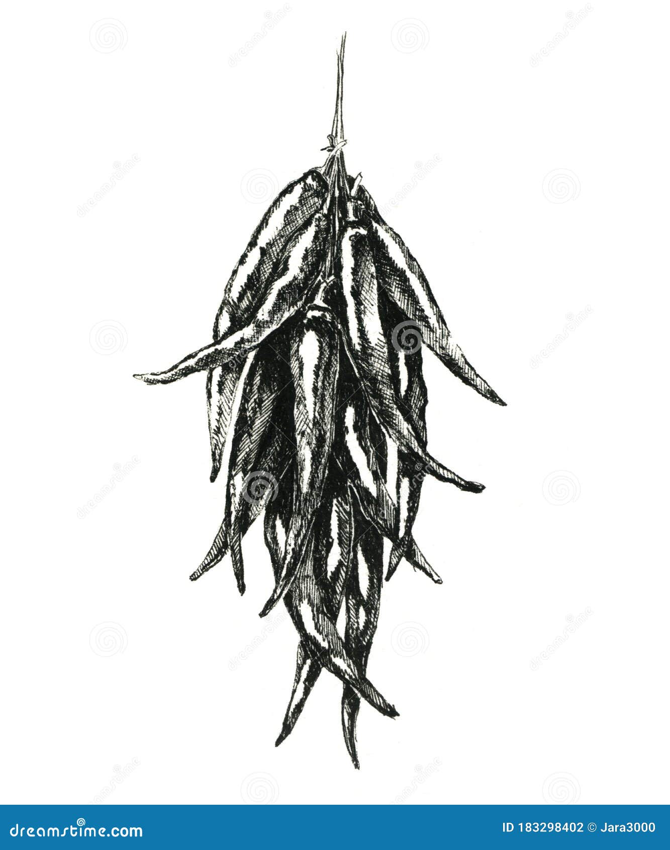 hand drawn  black and white bunch of hot pepper. jpeg