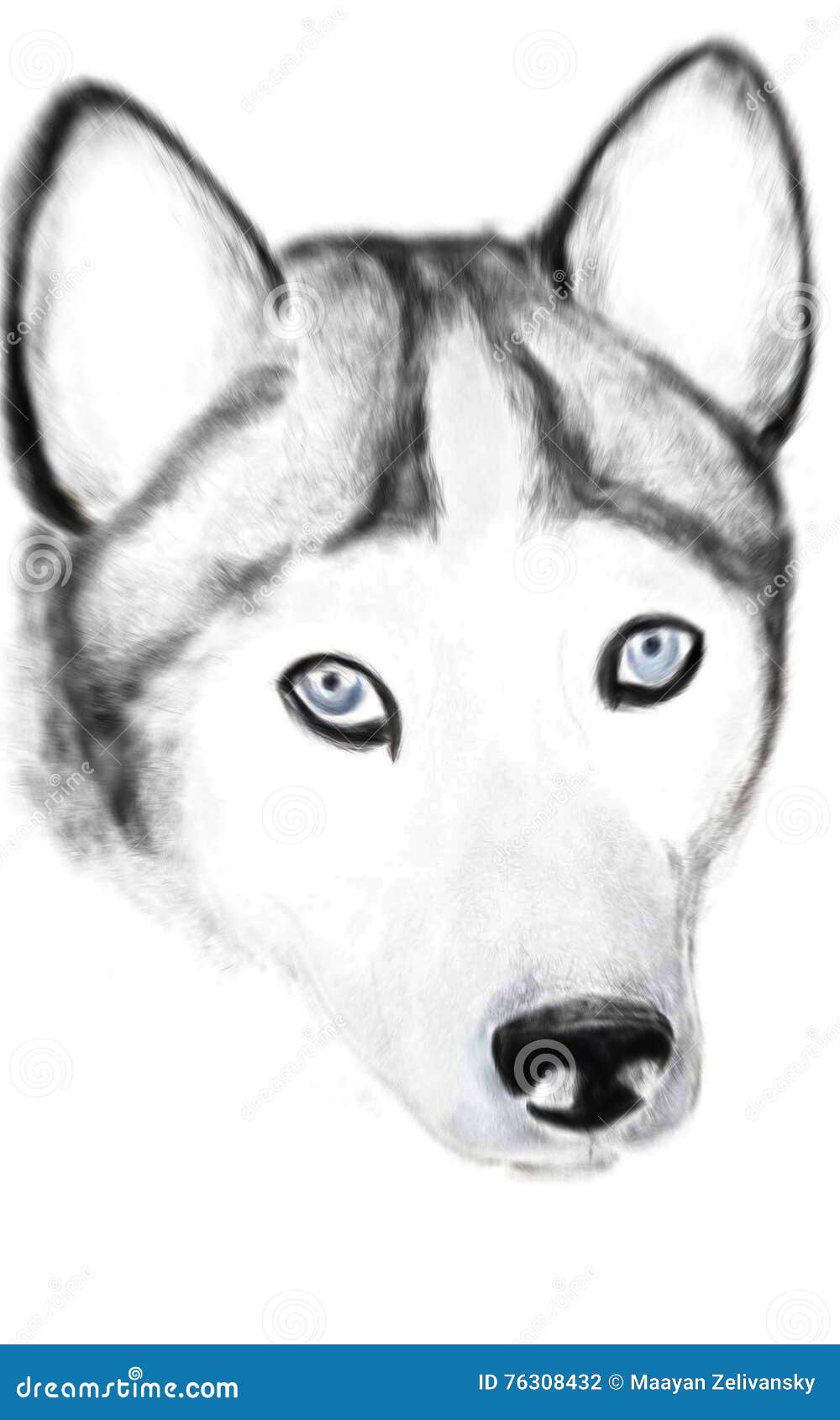 Husky png images  PNGEgg