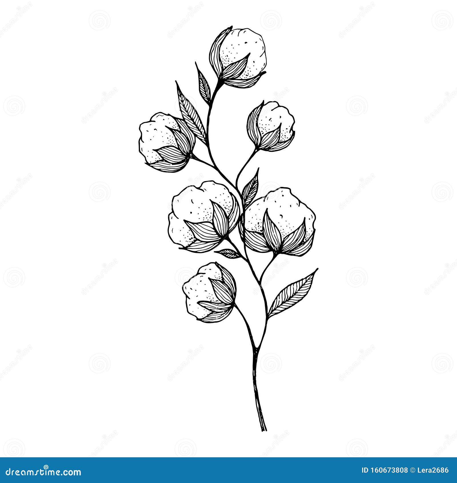 Cotton Plant Graphic Black White Isolated Sketch Illustration Vector Stock  Illustration - Download Image Now - iStock