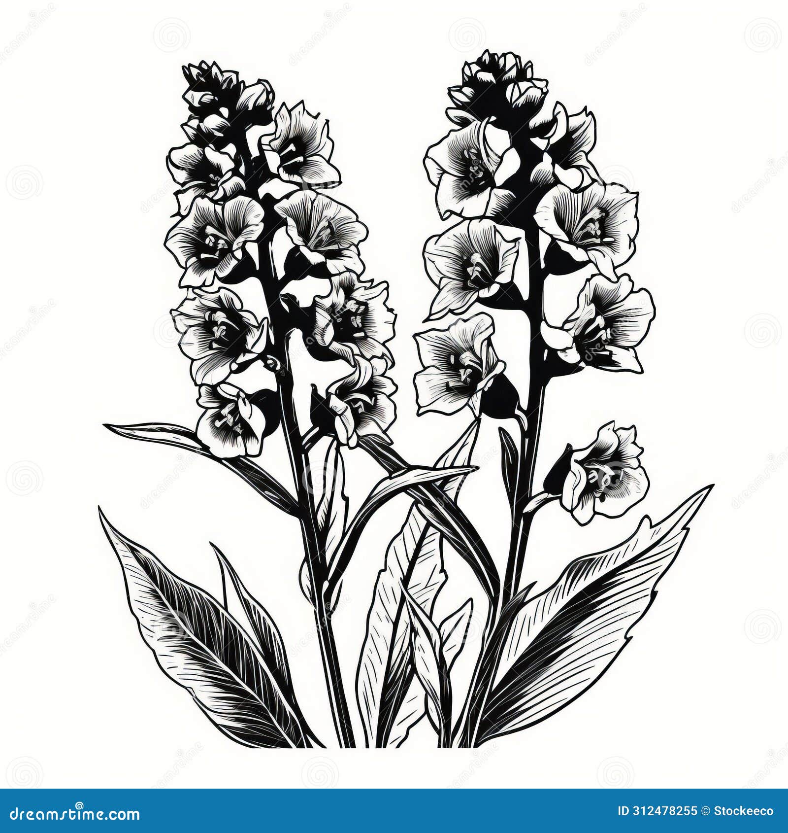delphinium linocut woodcut print: black and white  of herbs in full bloom