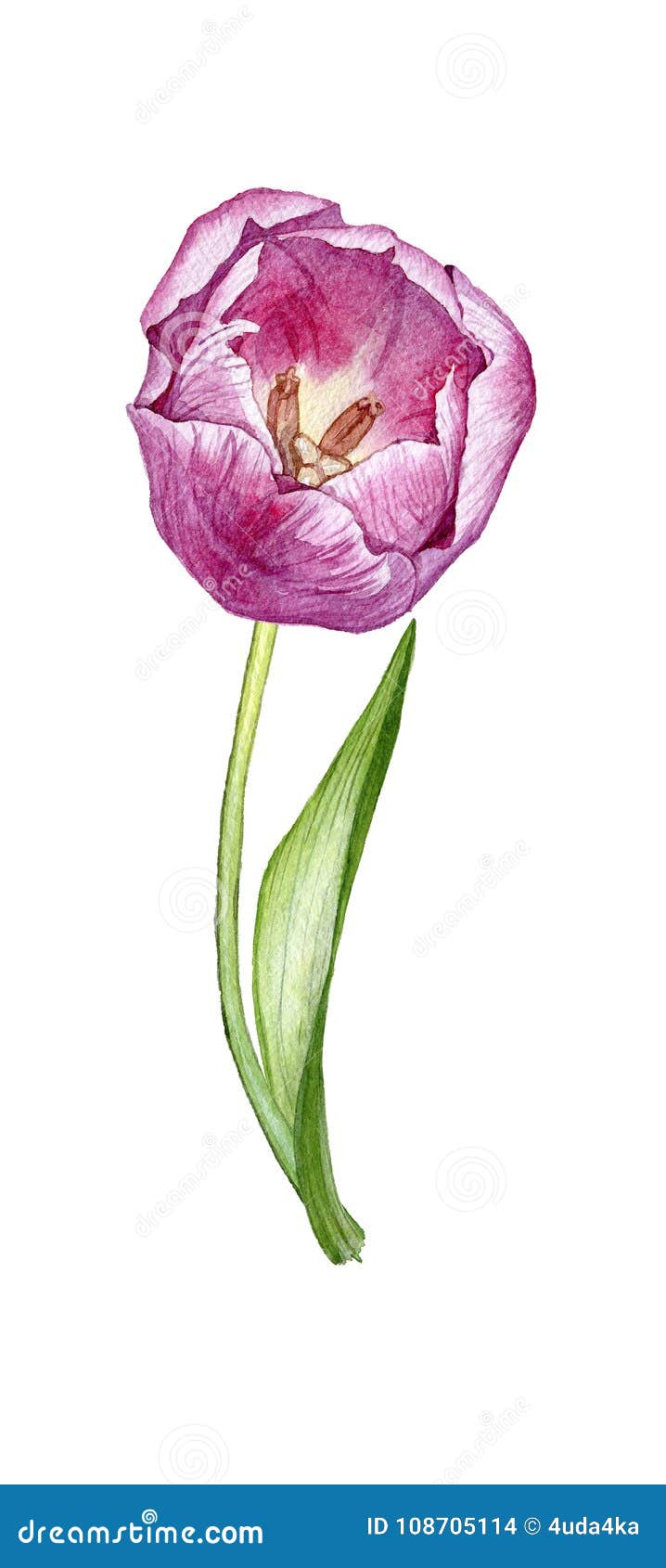 Hand Drwawn Watercolor Tulip Stock Illustration - Illustration of ...