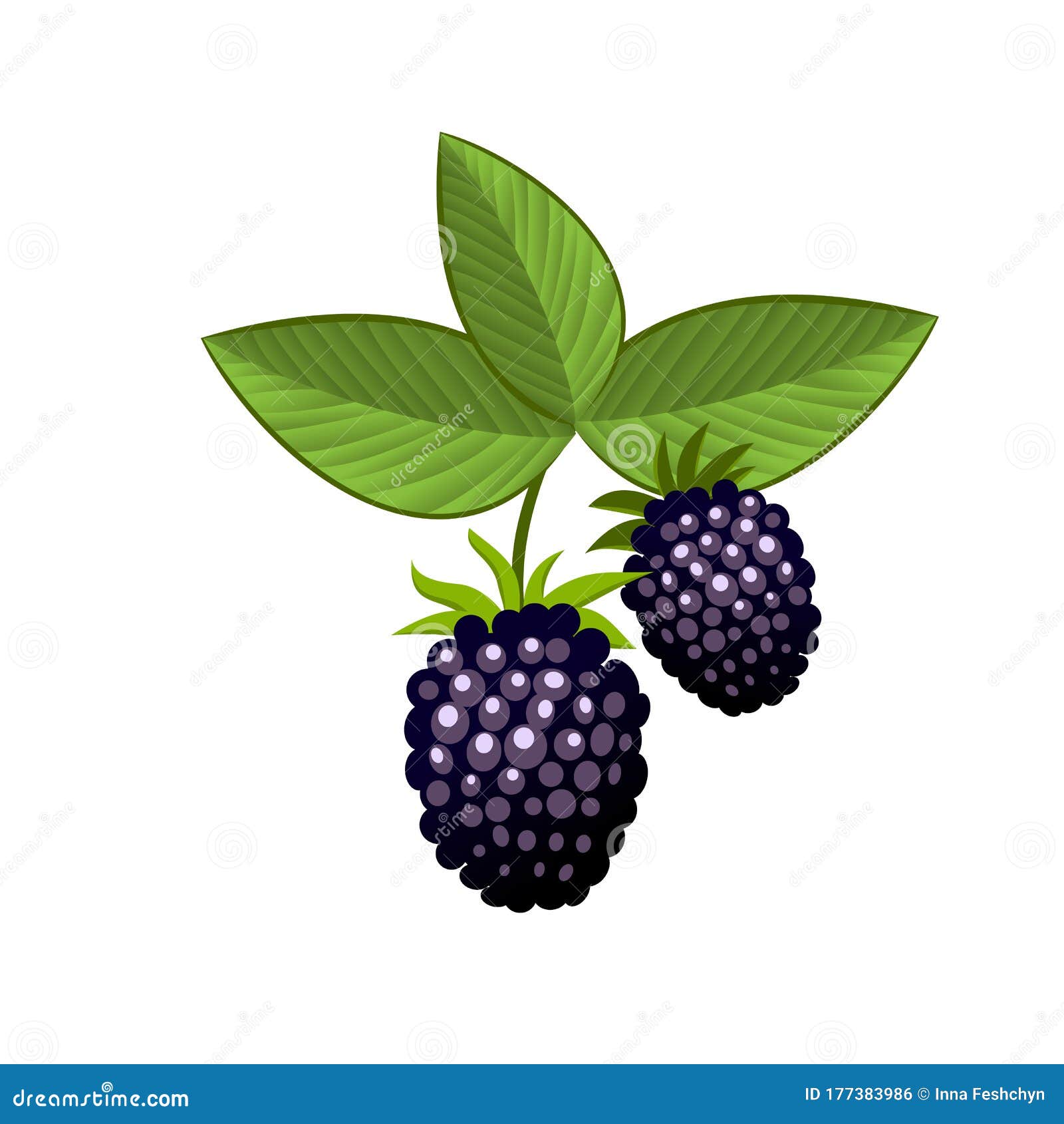Hand Drawn Branch Bramble Berries with Leaves. Fresh Summer Berries. Fruit  Botany Cartoon Vector Illustration Stock Vector - Illustration of health,  nature: 177383986