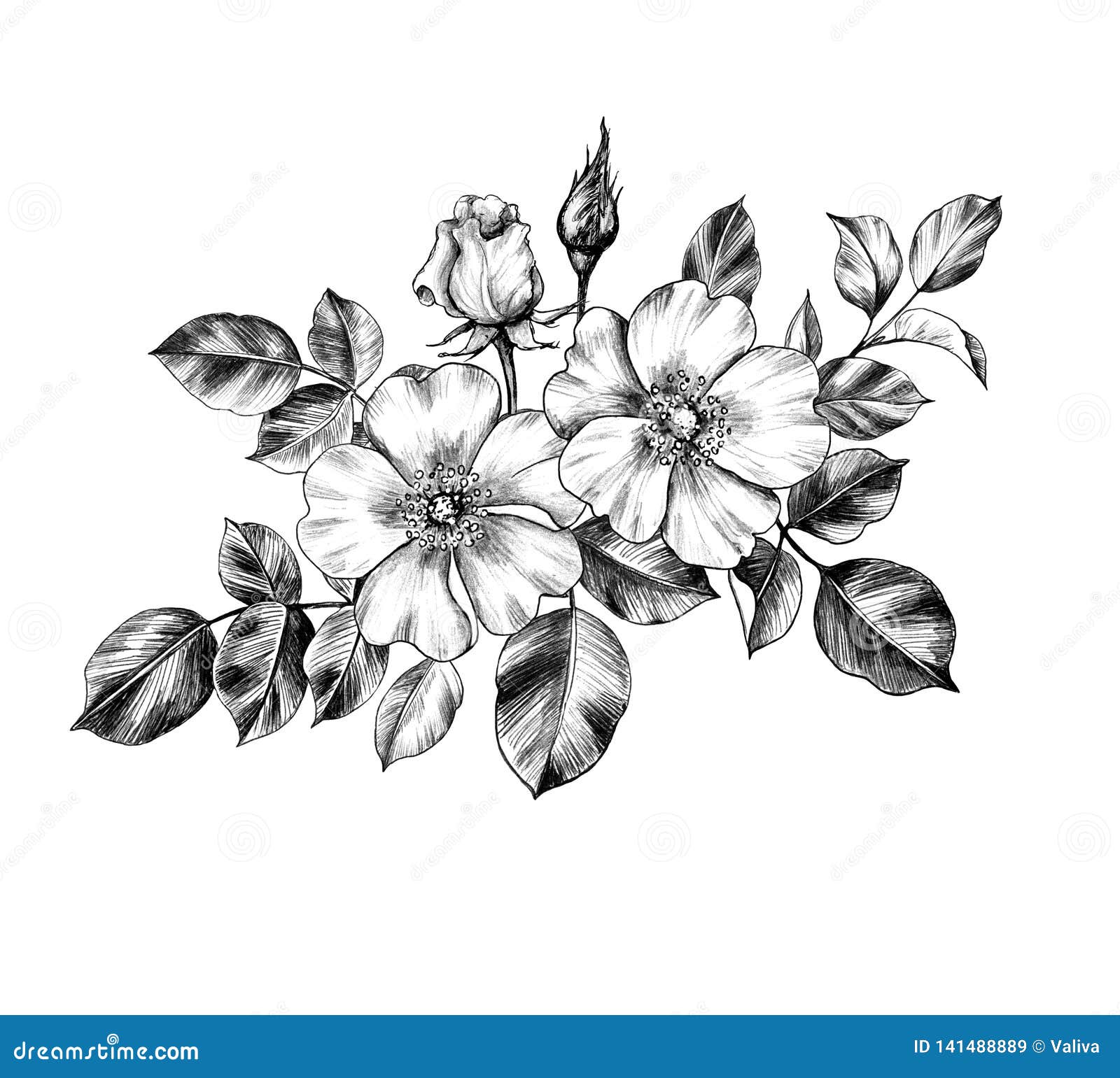 Hand Drawn Branch of Wild-Rose Stock Illustration - Illustration of ...