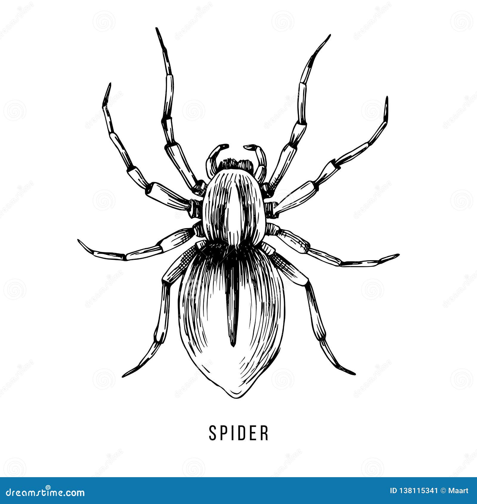 brazilian wandering spider drawing