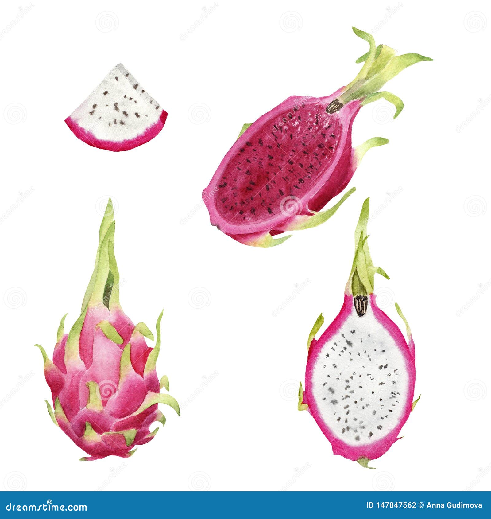 Hand Drawn Brigt Colorful Watercolor Pitaya, Whole Fruit and Slice ...