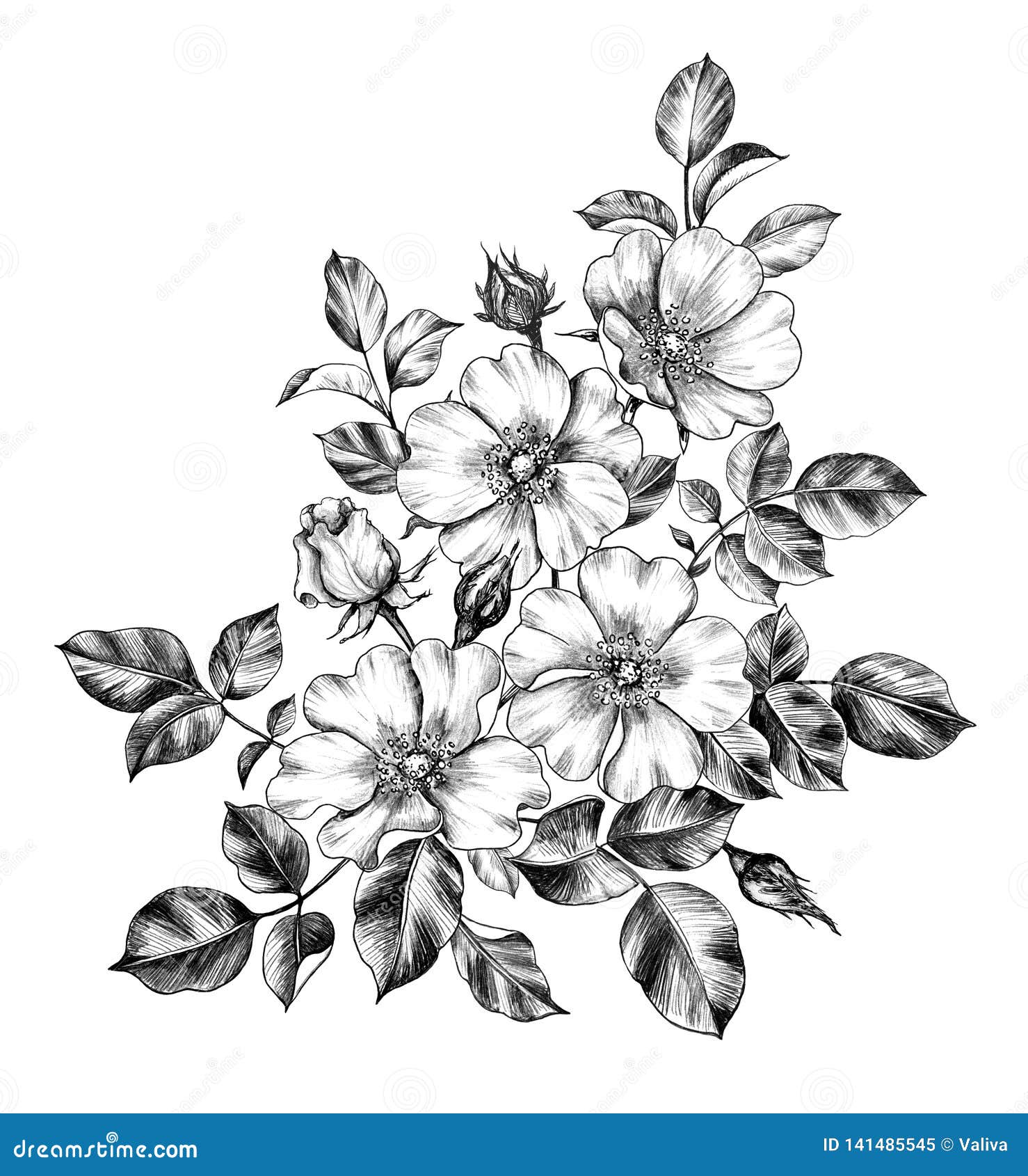 Hand Drawn Bunch of Wild-Rose Flowers Stock Illustration - Illustration ...