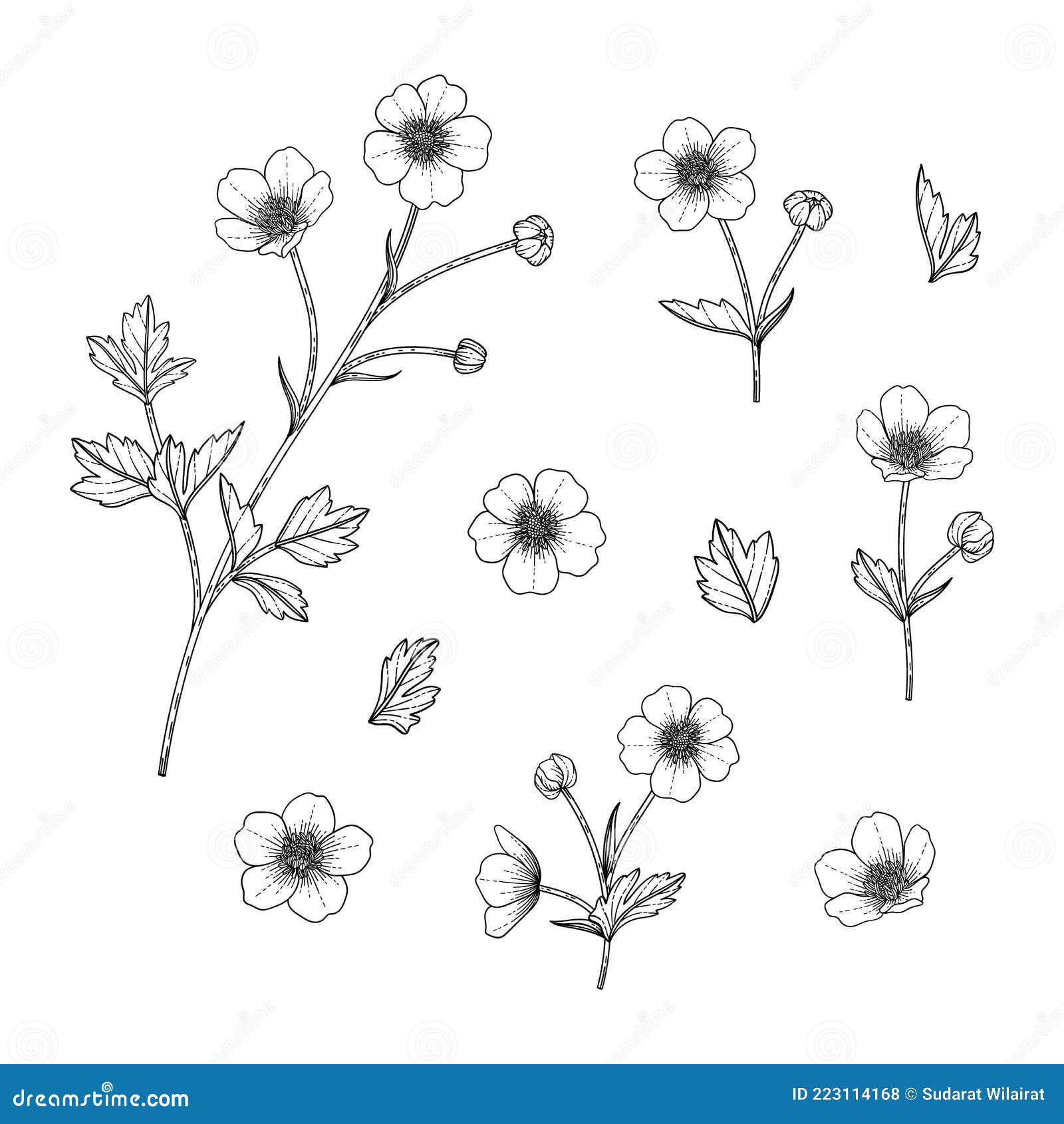 Hand Drawn Buttercup Floral Illustration Stock Illustration
