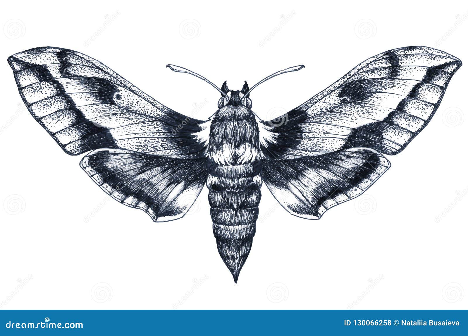hand drawn butterfly tattoo. dotwork tattoo. hummingbird hawk moth. macroglossum stellatarum. lepidoptera.