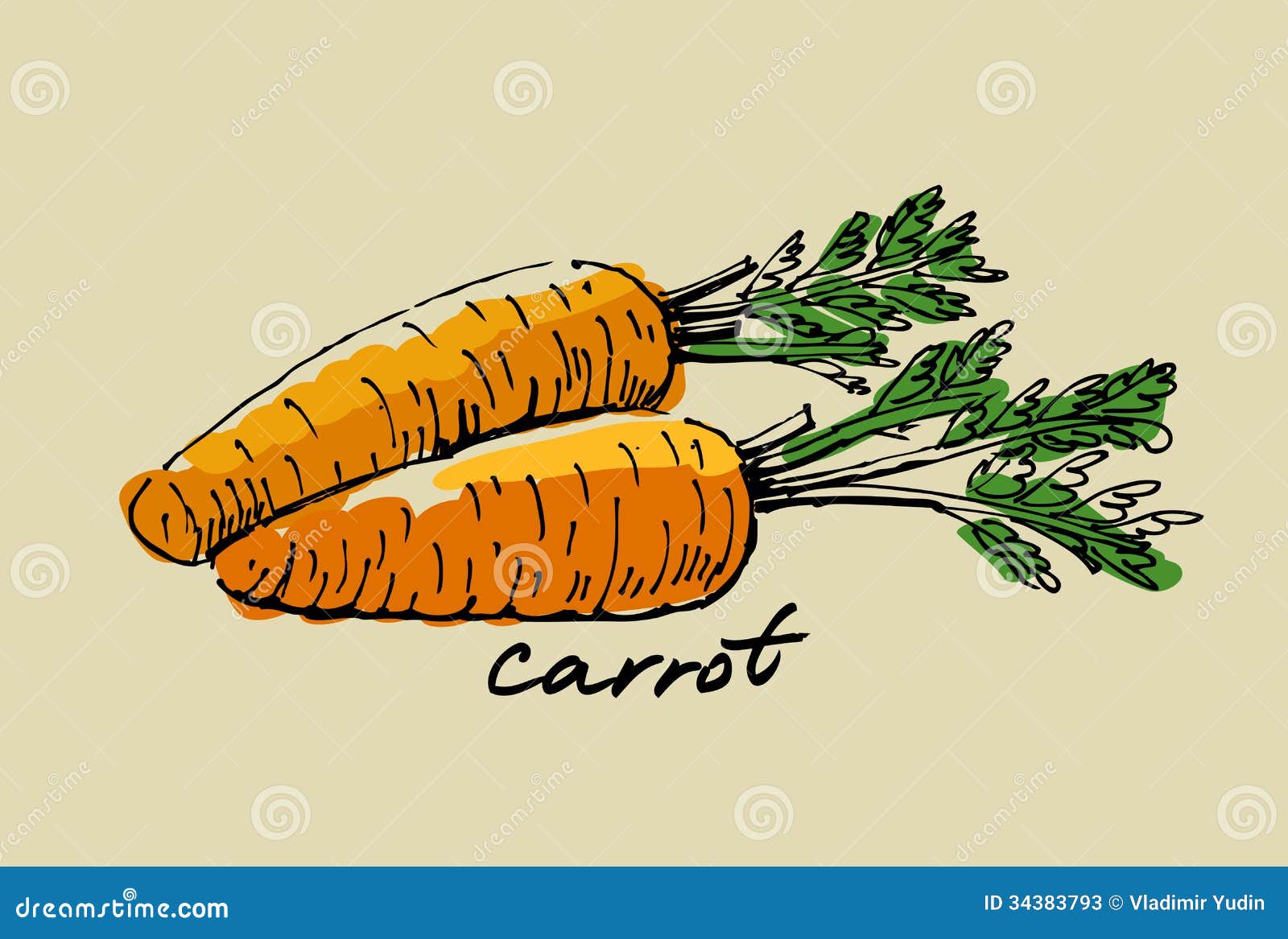 Hand drawn carrot stock vector. Illustration of prepare 34383793