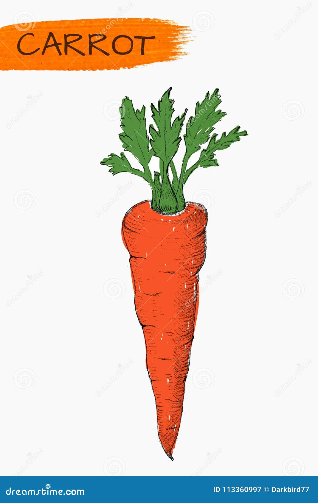 Hand Drawn Carrot Isolated on White Stock Illustration Illustration