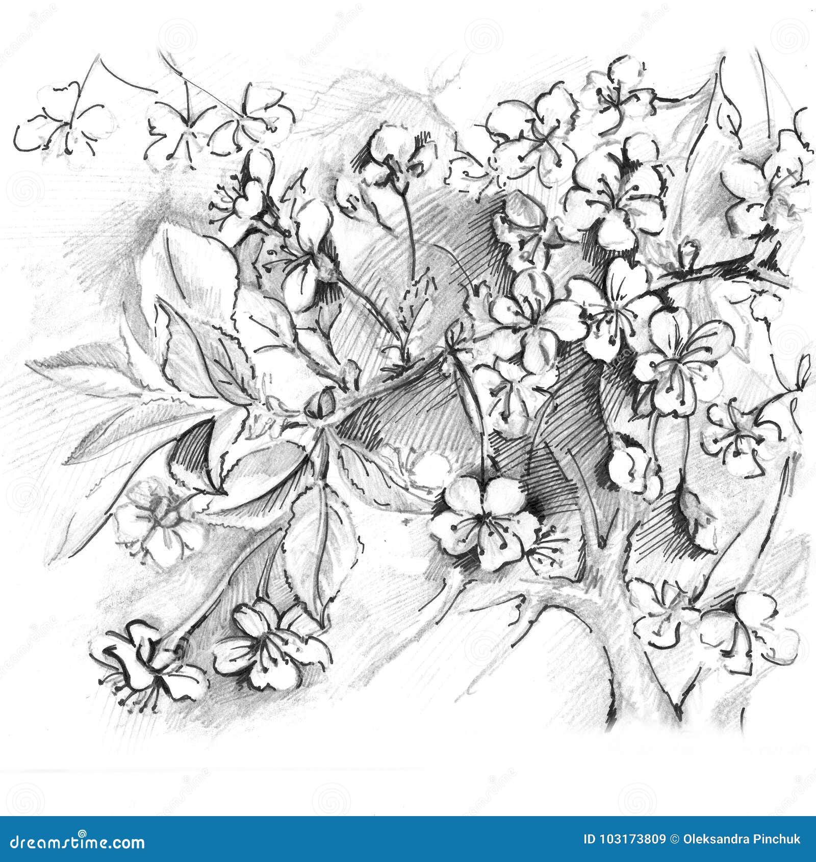 Sakura Tree - Pencil Sketch Royalty-Free Stock Image ...