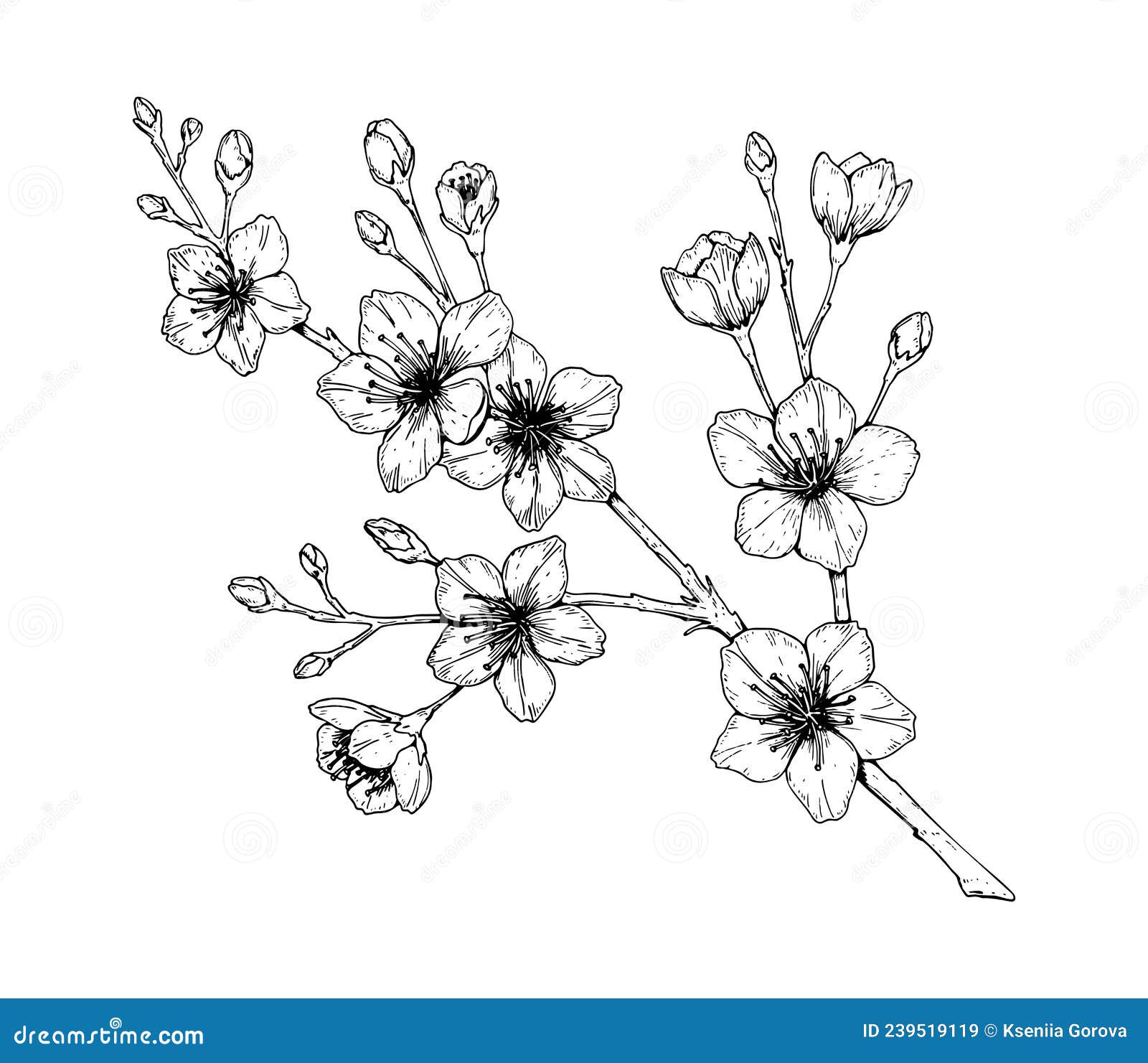 Hand Drawn Cherry Branch in Bloom. Vector Illustration in Sketch Style ...