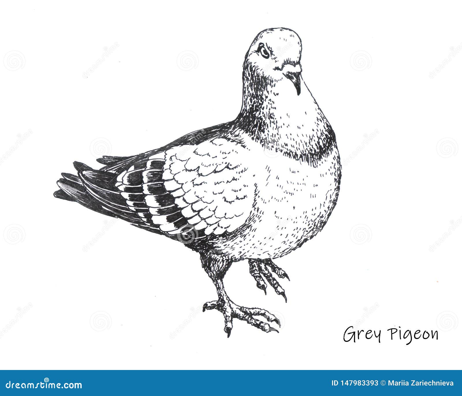 How to draw pigeon 🐦 Easy outline drawing step by step / Bird drawing -  YouTube