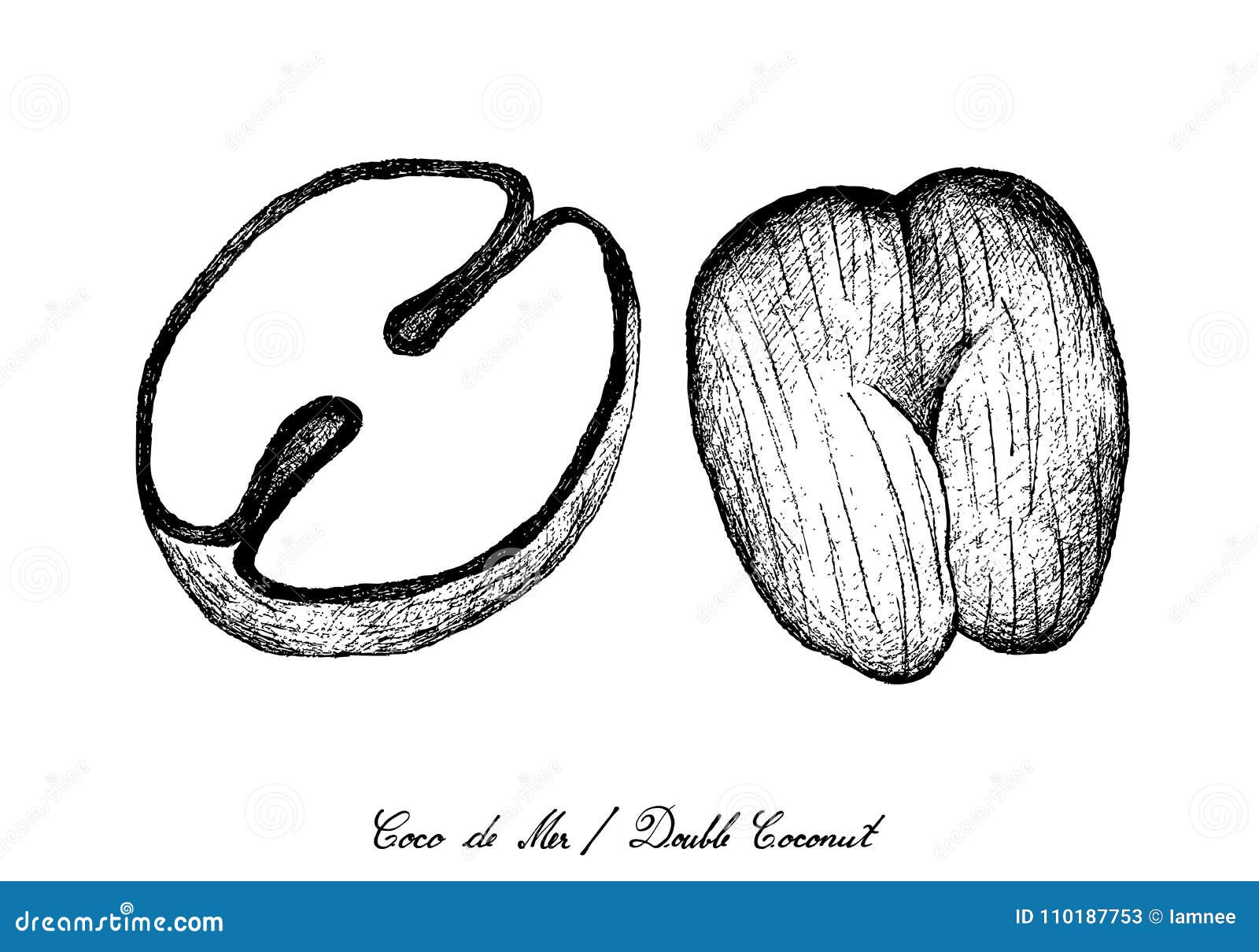 Hand Drawn Of Coco De Mer Or Double Coconut Fruits Cartoon Vector ...