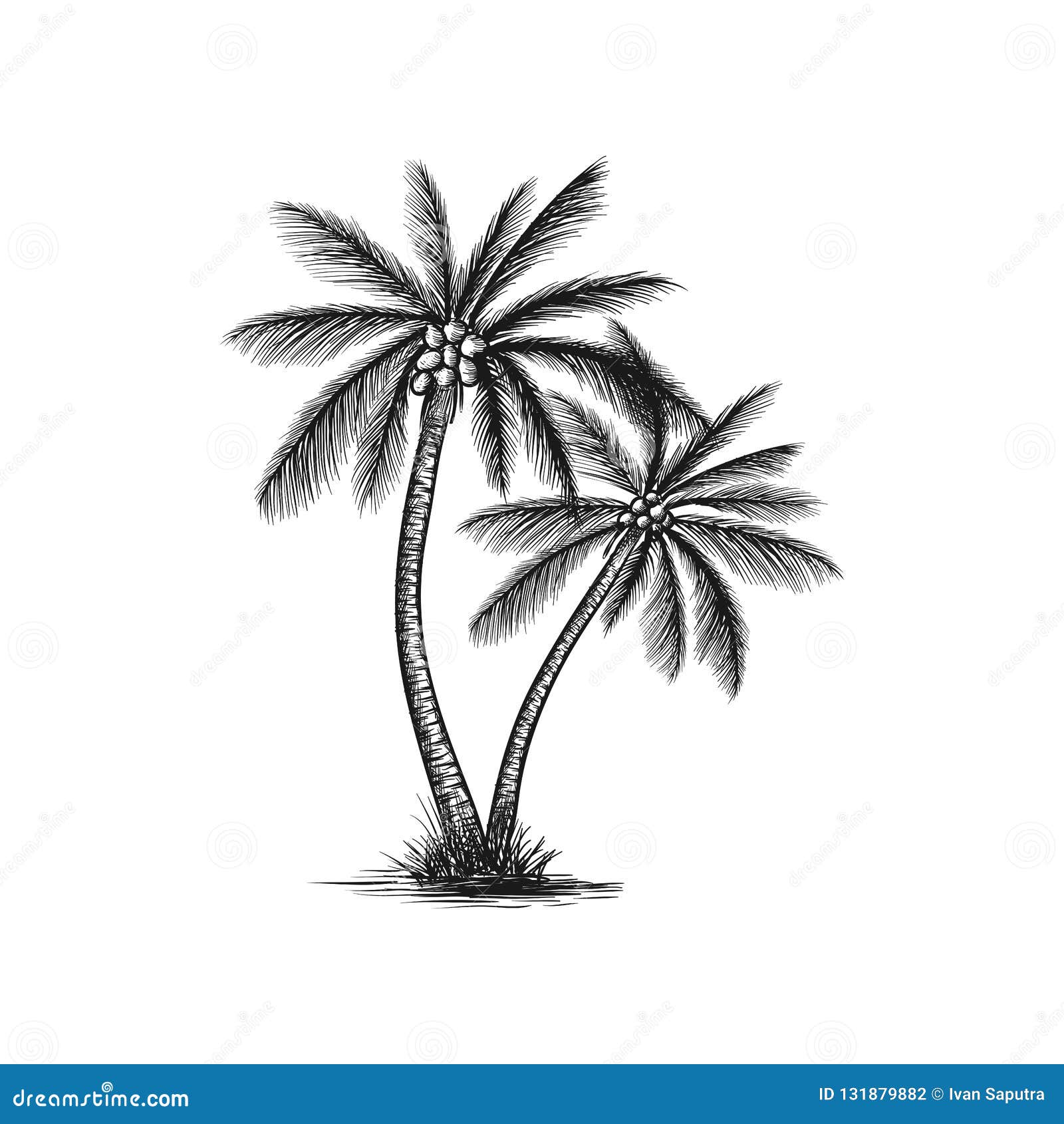 Creative Coconut Tree Drawing Sketch for Kindergarten