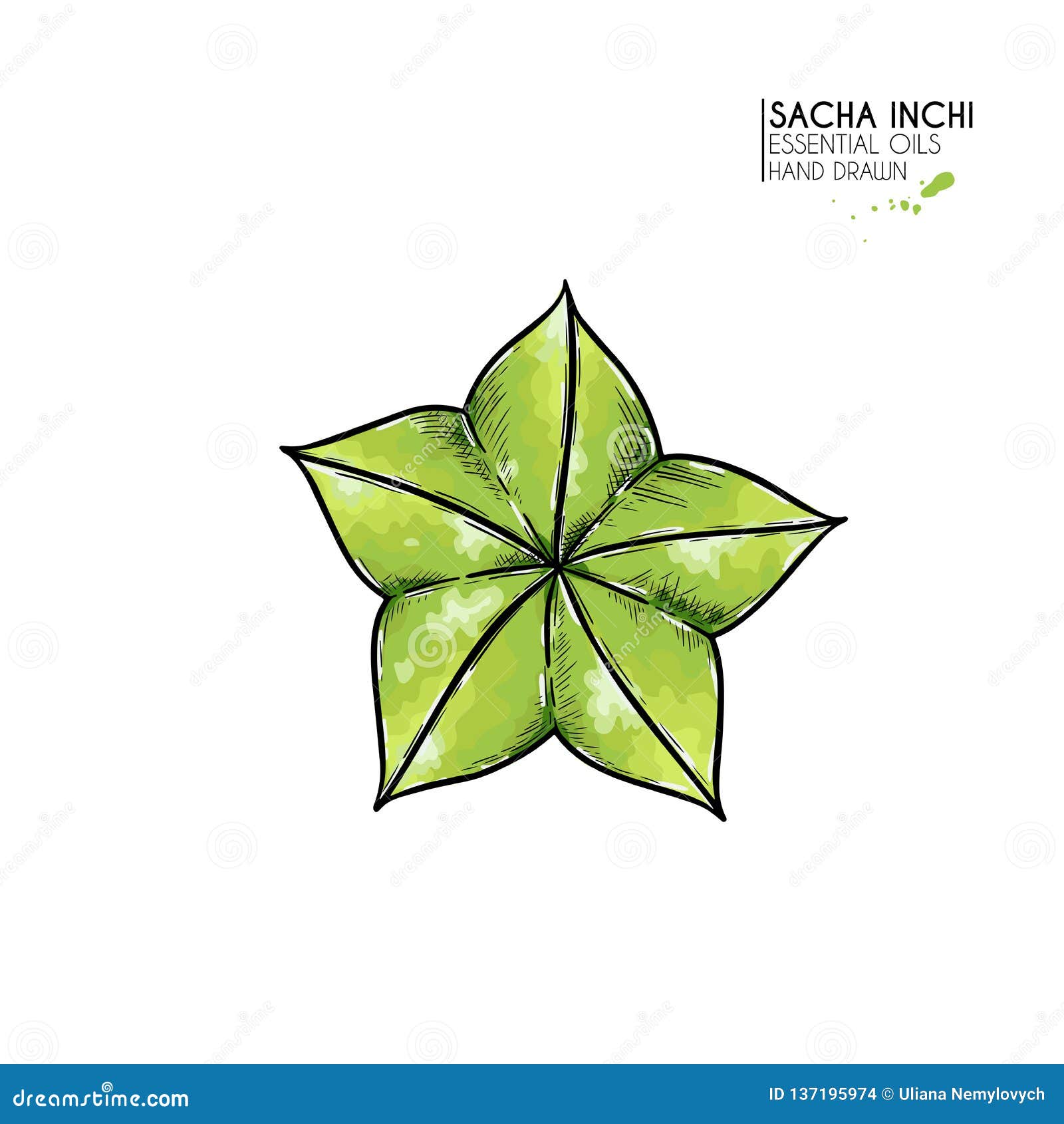hand drawn colored sacha inchi star capsula. engraved  . medical plant. moisturizing serum,essential