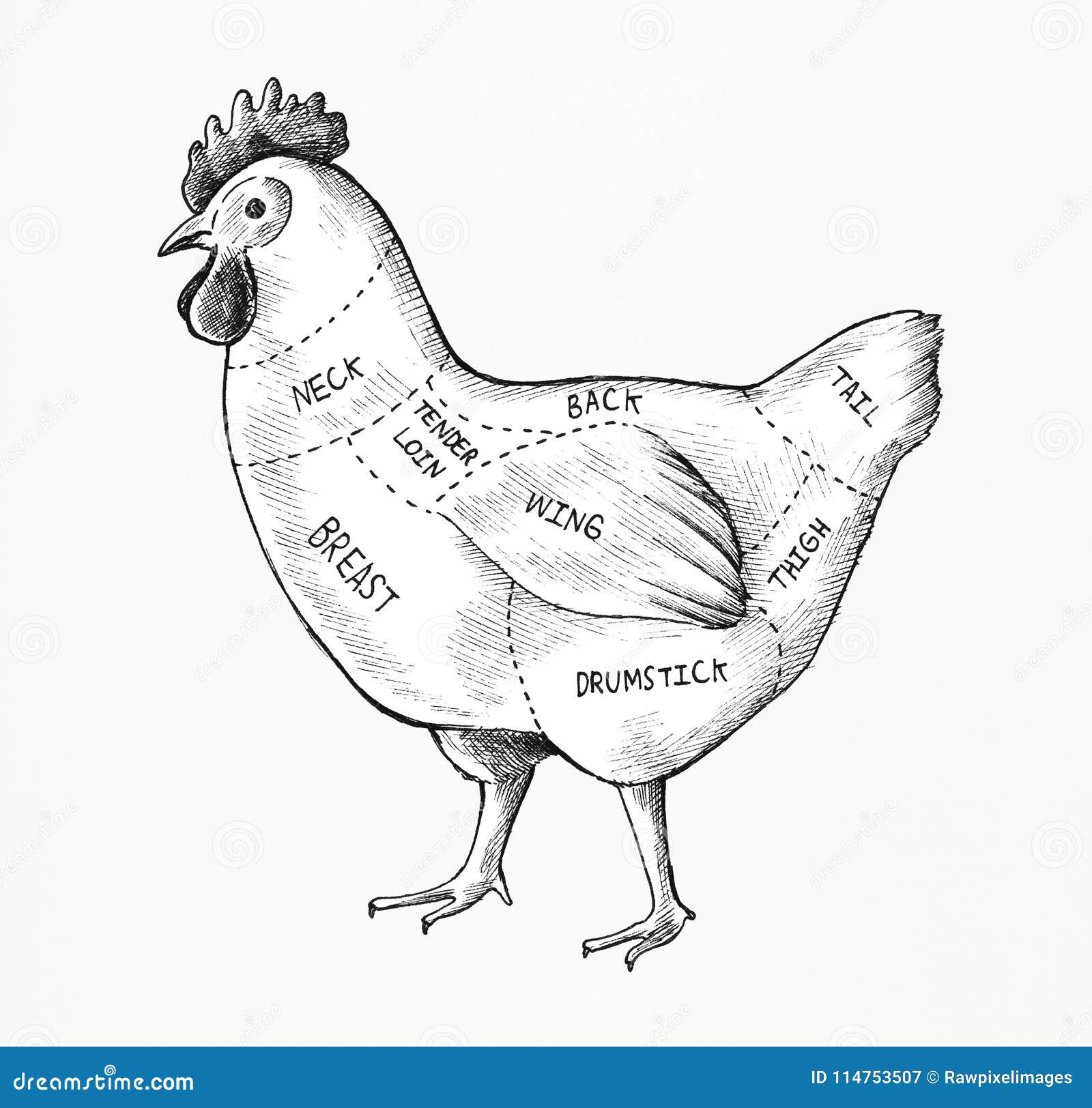 Chicken Cuts Chart