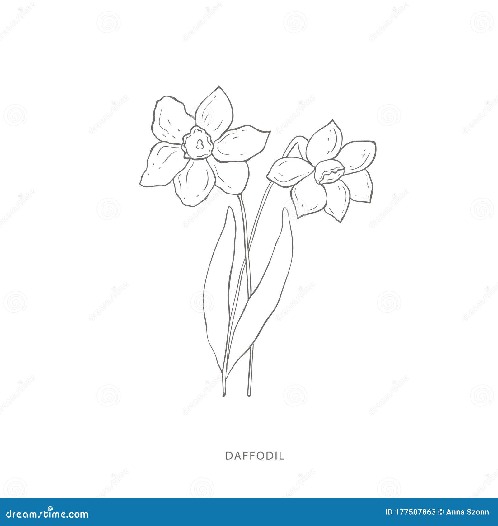 Hand Drawn Daffodil Flower.Plant Design Elements Stock Vector