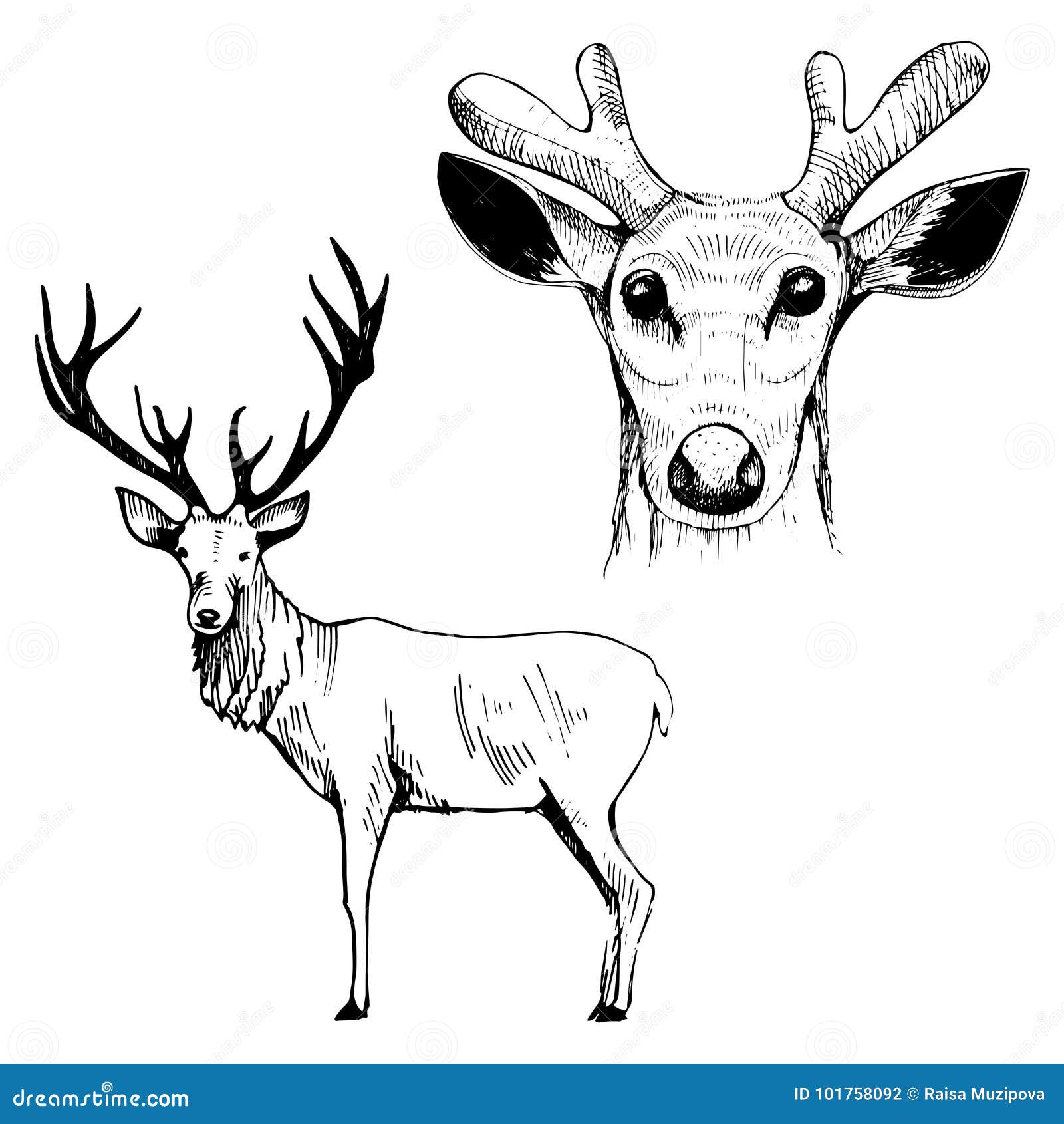 Outline Drawing Deer Art Jumping Animal Antlers HD Png Download   Transparent Png Image  PNGitem