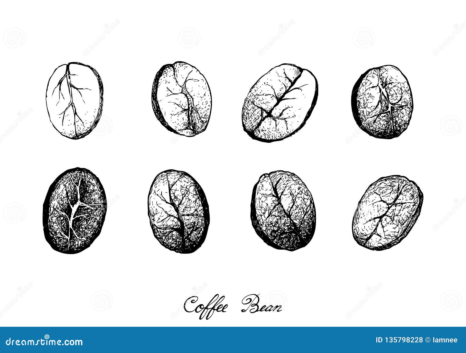 Hand Drawn Different of Coffee Beans on White Background Stock Vector ...