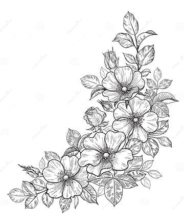 Hand Drawn Dog-Rose Bunch with Flowers and Leaves Stock Vector ...