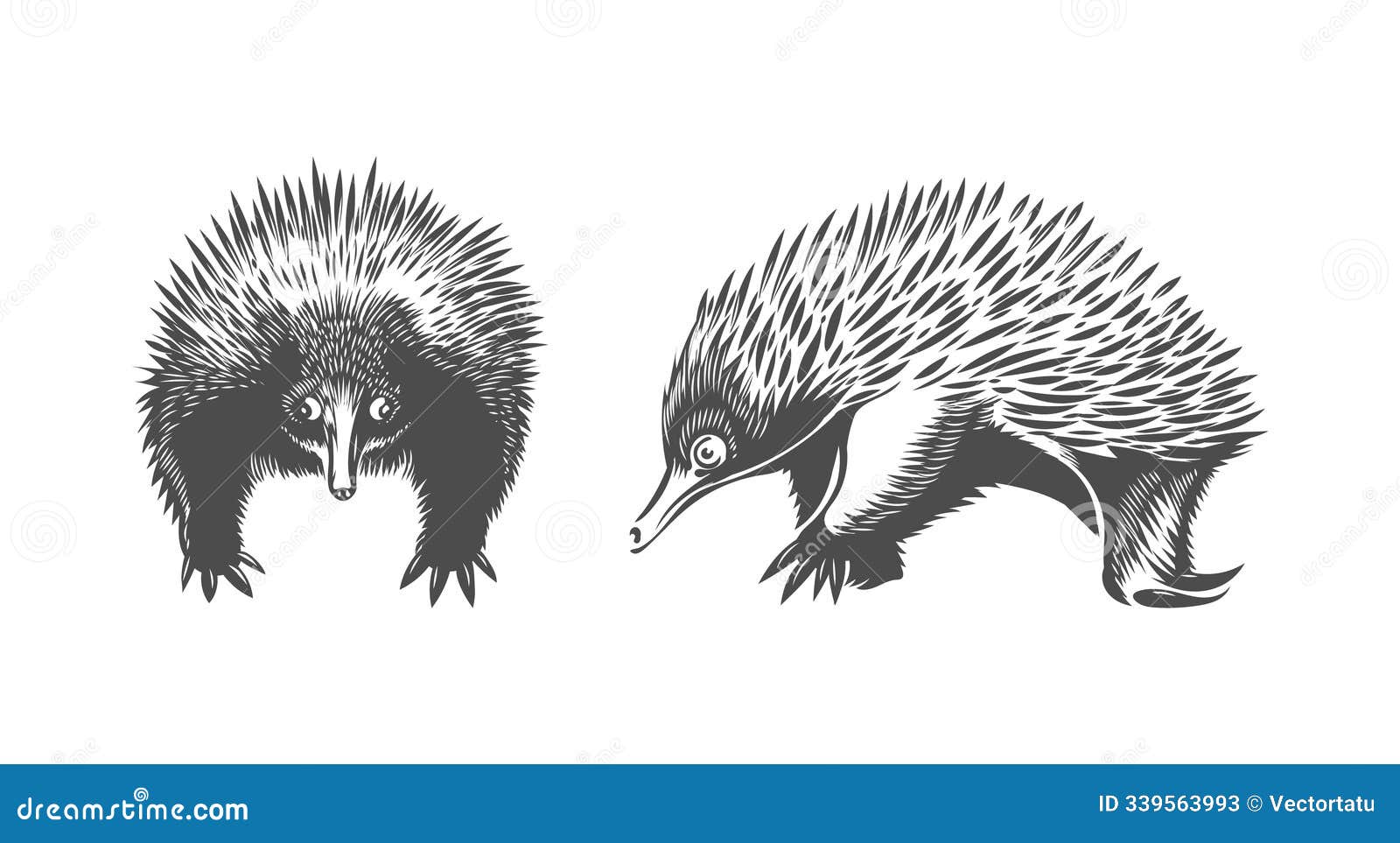 hand drawn echidna animal