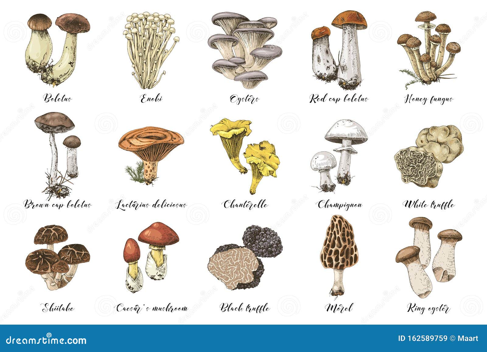 hand drawn edible mushrooms collection