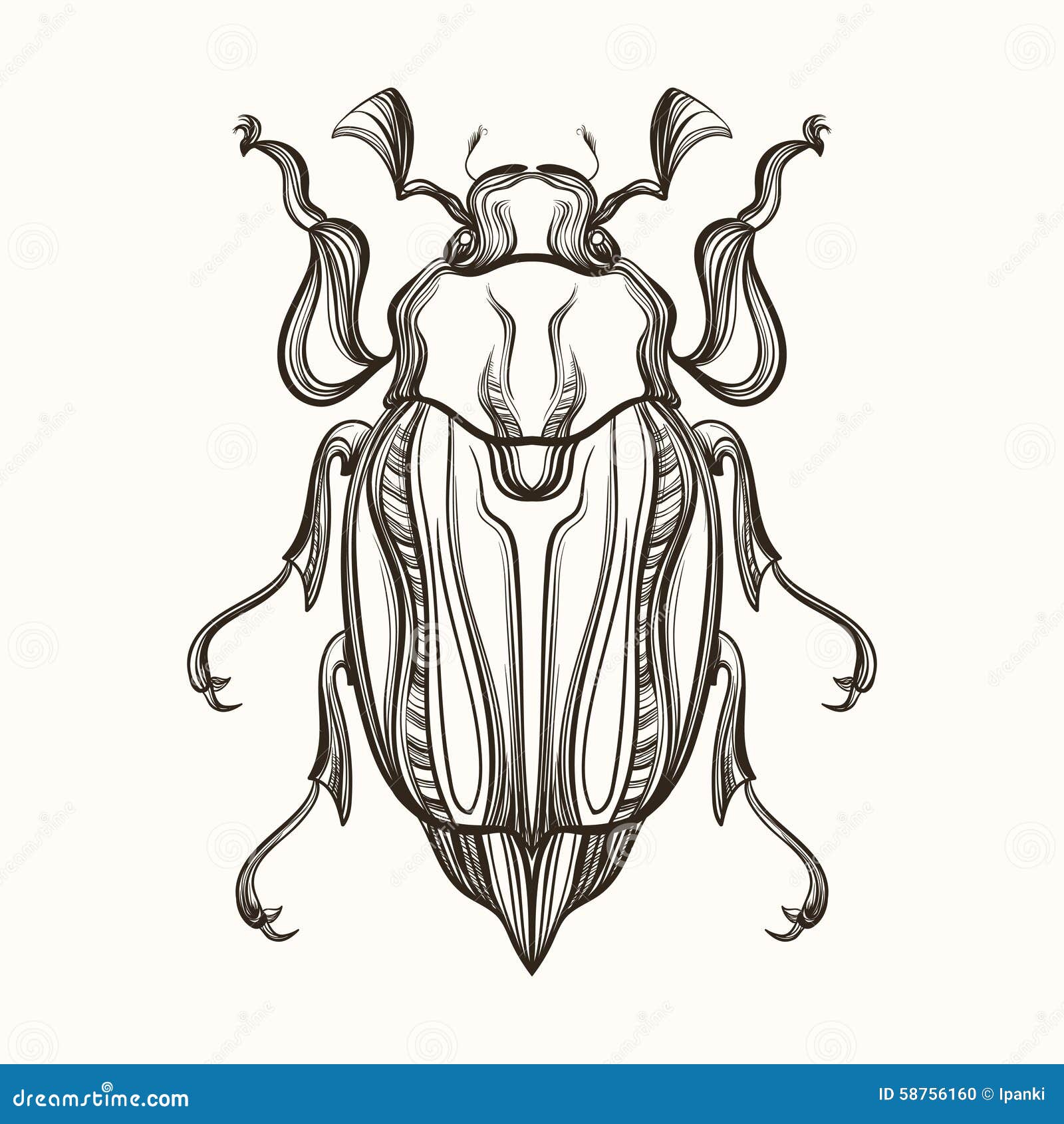 Hand Drawn Engraving Sketch Of Beetle, May Bug. Vector Illustra Stock ...