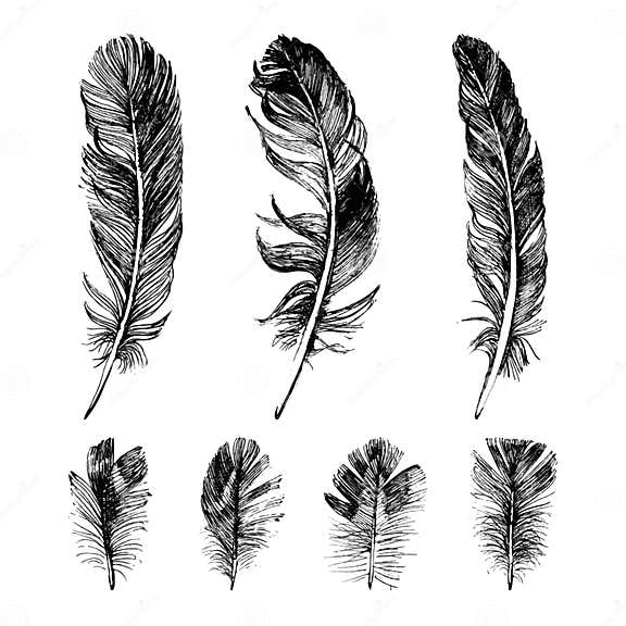 Hand drawn feathers set stock vector. Illustration of bird - 52749525