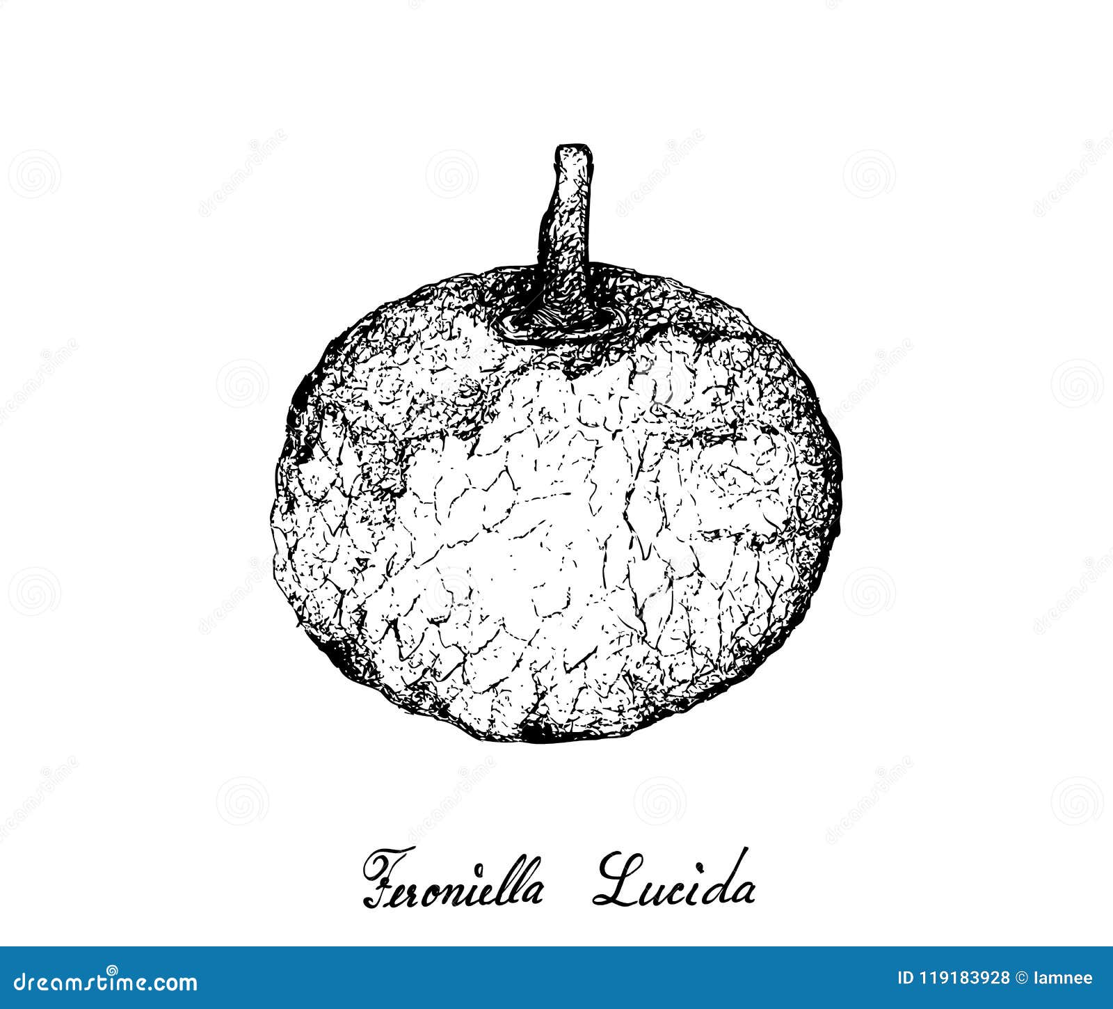 hand drawn of feroniella lucida fruits on white background