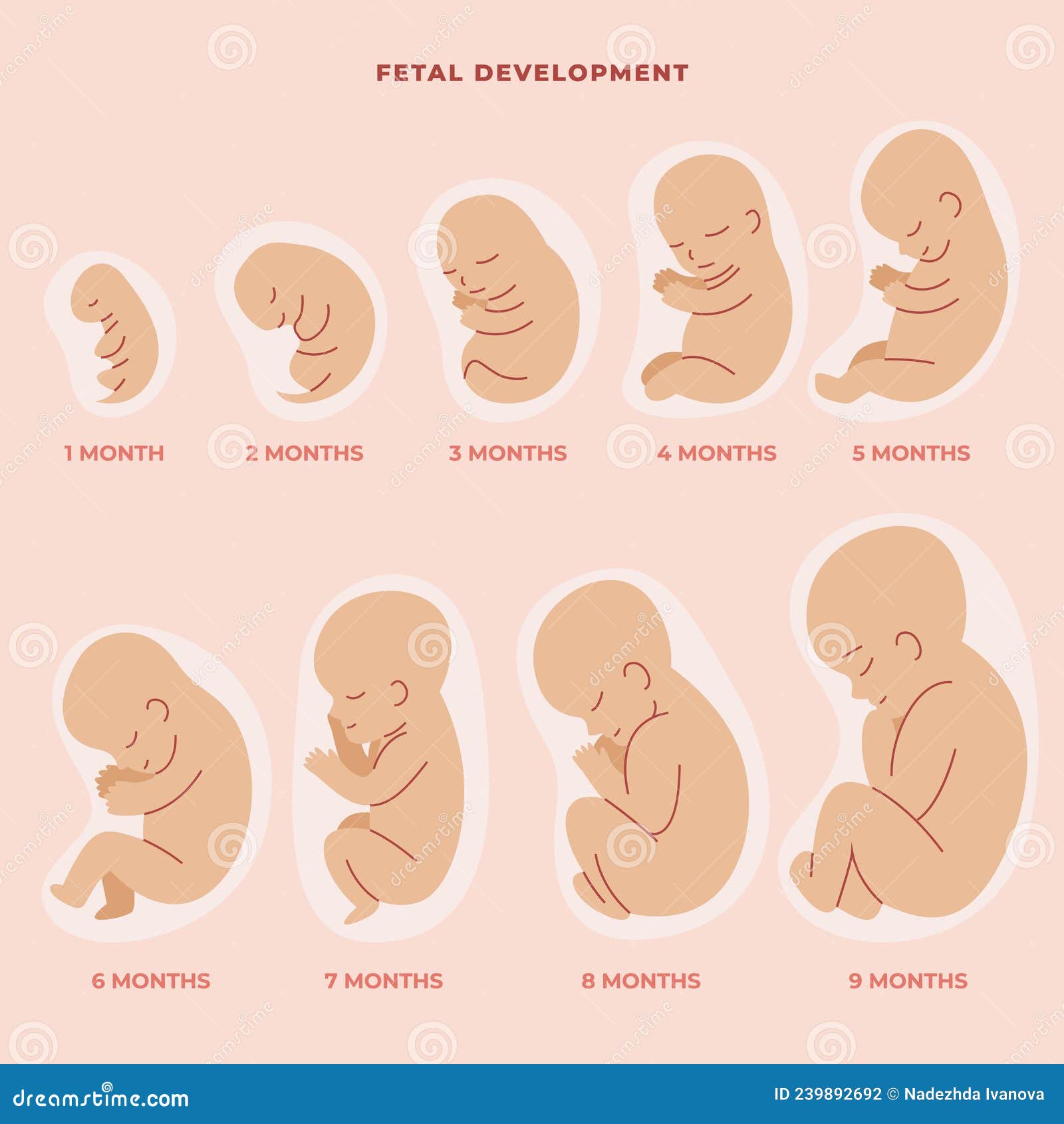 Hand Drawn Fetal Development Set Vector Illustration. Stock Vector ... Biology Diagrams