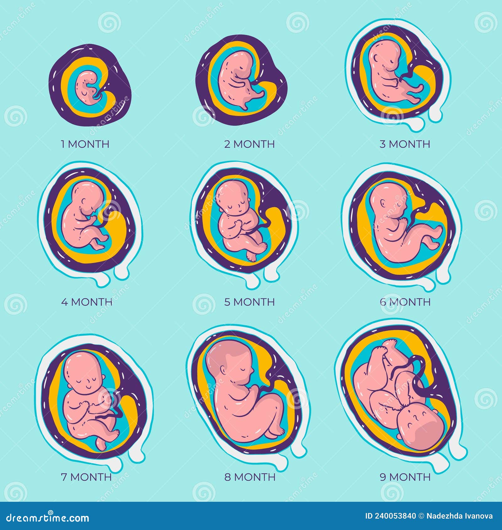 Hand Drawn Fetal Development Set Vector Illustration. Stock Vector ...