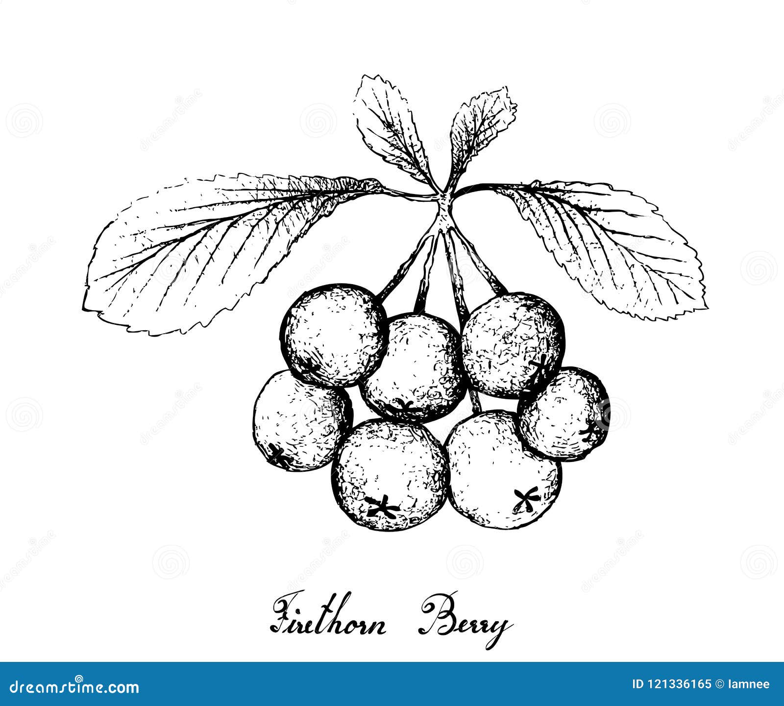 Hand Drawn of Firethorn Berries Fruits on White Background Stock Vector ...