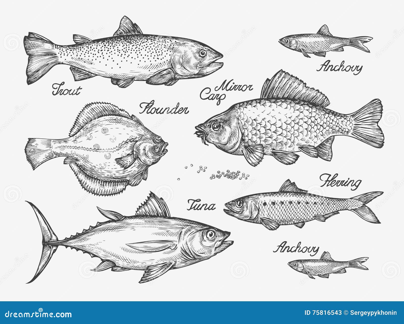 hand drawn fish. sketch trout, carp, tuna, herring, flounder, anchovy.  