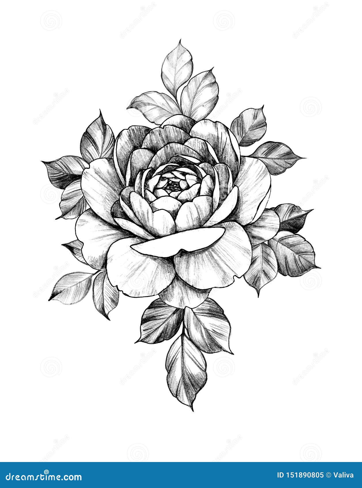 Rose by Ruby Quilter rubymayquilter blackandgrey oldschool illustrative  rose leaves thorns   Rose drawing tattoo Rose thorn tattoo Arm  tattoos for women