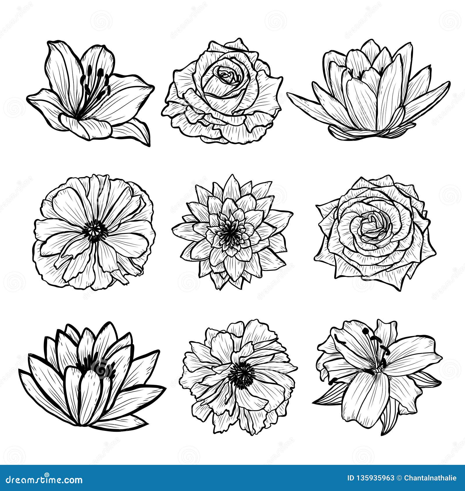 Hand Drawn Floral Decorations Stock Vector - Illustration of event ...