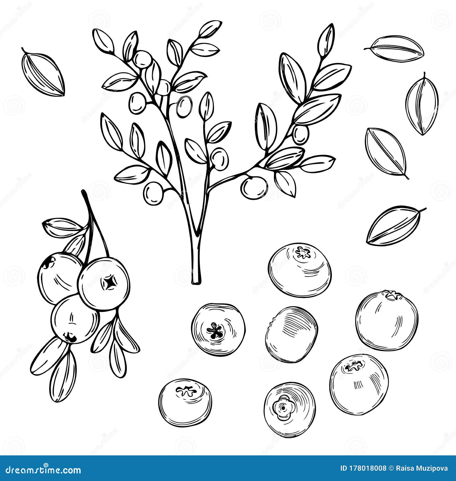 The wild huckleberries of Oregon and Washington : a dwindling resource.  Figure 7.--Rainier bilberry (Vaccinium deliciosum).. Figure 8.--Dwarf  huckleberry (Vaccinium caespitosum). rocky ridges throughout the Northwest  (Abrams 1951, Camp 1942). The