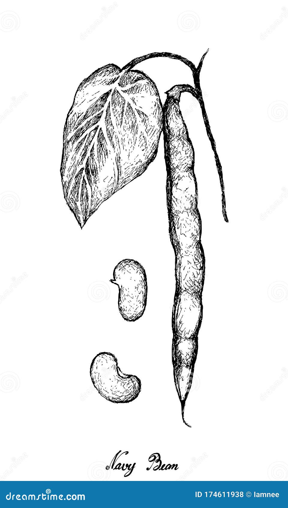 Ink Sketch Of Common Bean Stock Illustration  Download Image Now  Bean  Green Pea Engraving  iStock