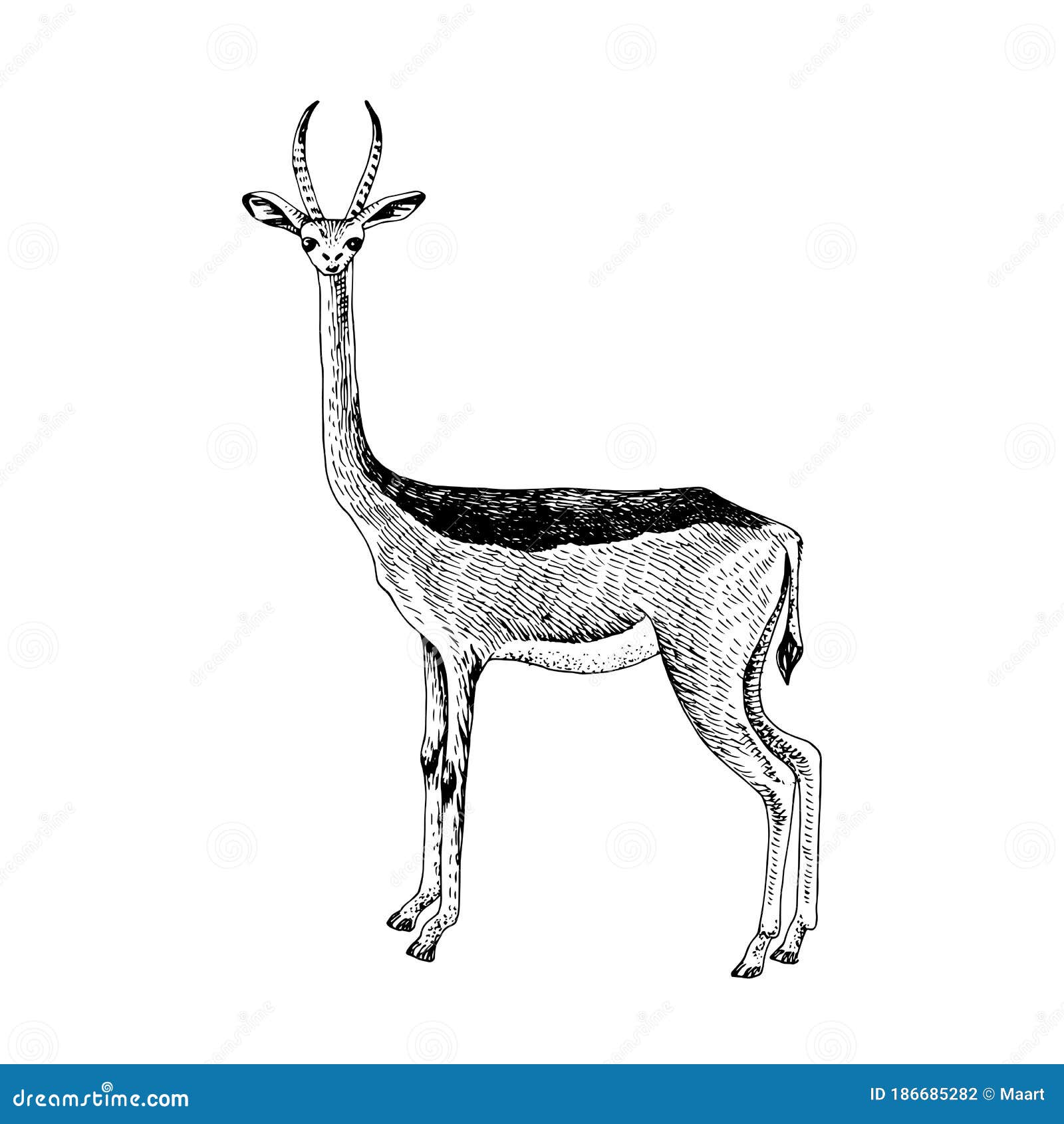 Hand Drawn Gerenuk - Waller`s Gazelle Stock Vector - Illustration of  ruminant, gazelle: 186685282