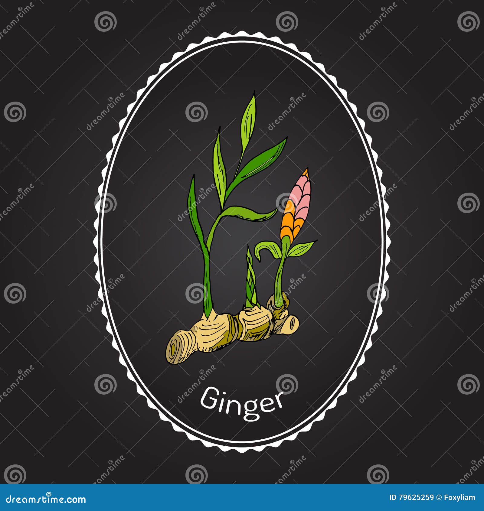 Hand drawn ginger plant stock vector. Illustration of drawn 79625259