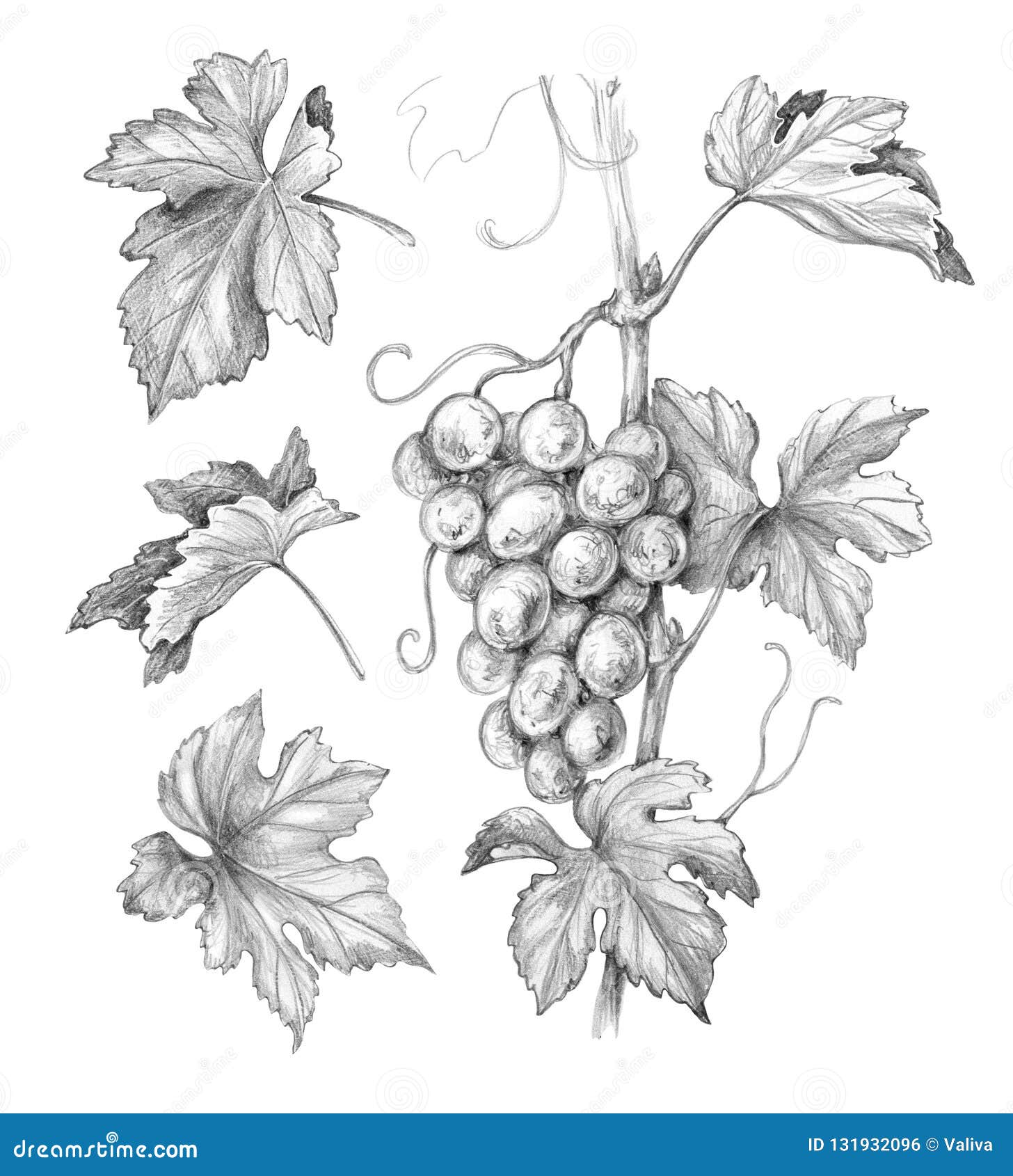 Details 140+ grapes pencil drawing