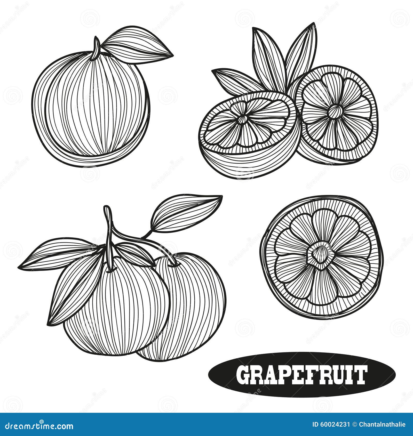 Hand drawn grapefruits stock vector. Illustration of grapefruit - 60024231
