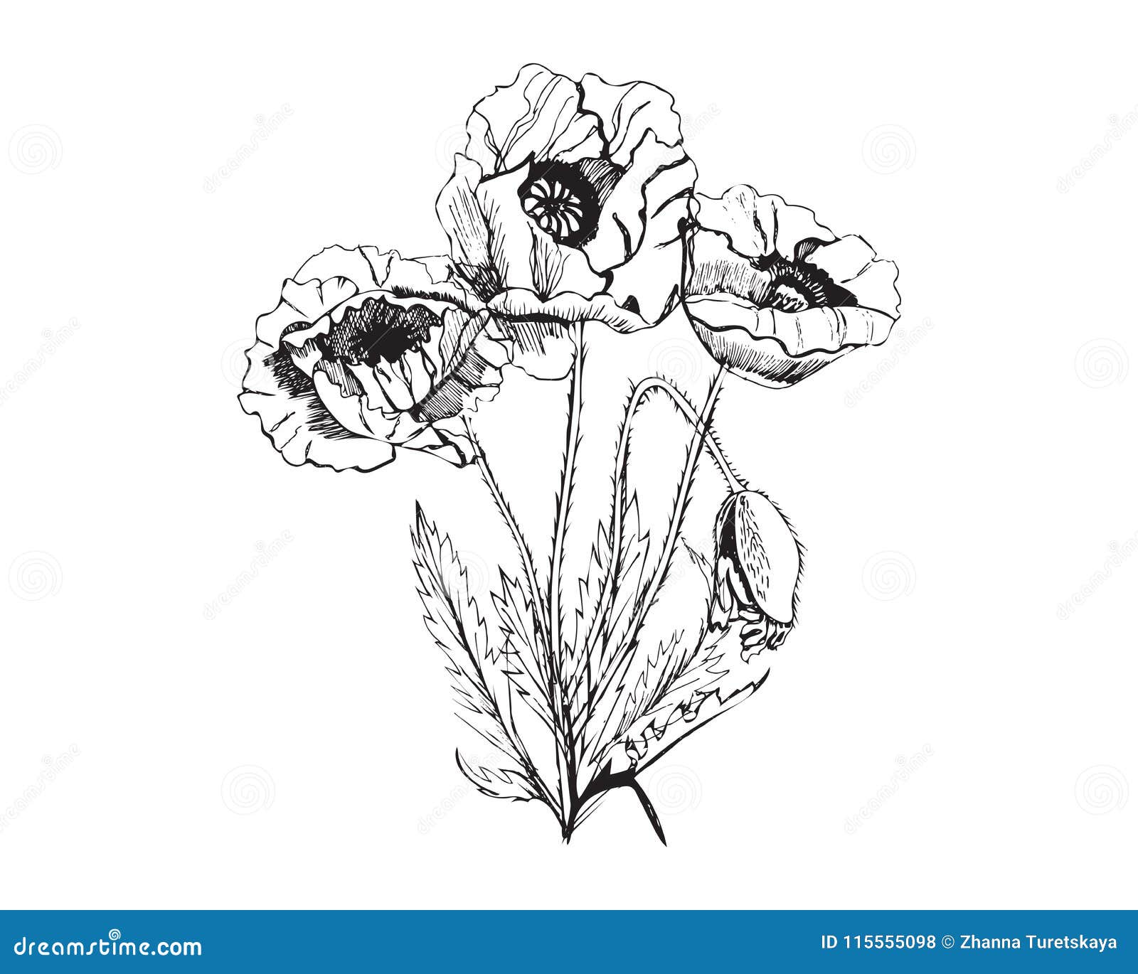 Hand Drawn Graphic Sketch of Bouquet Poppy Flowers Isolated on White ...