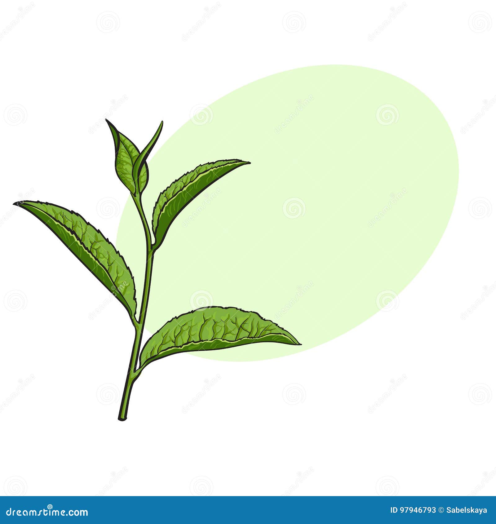 Hand Drawn Green Tea Leaf, Side View Sketch, Vector Illustration Stock