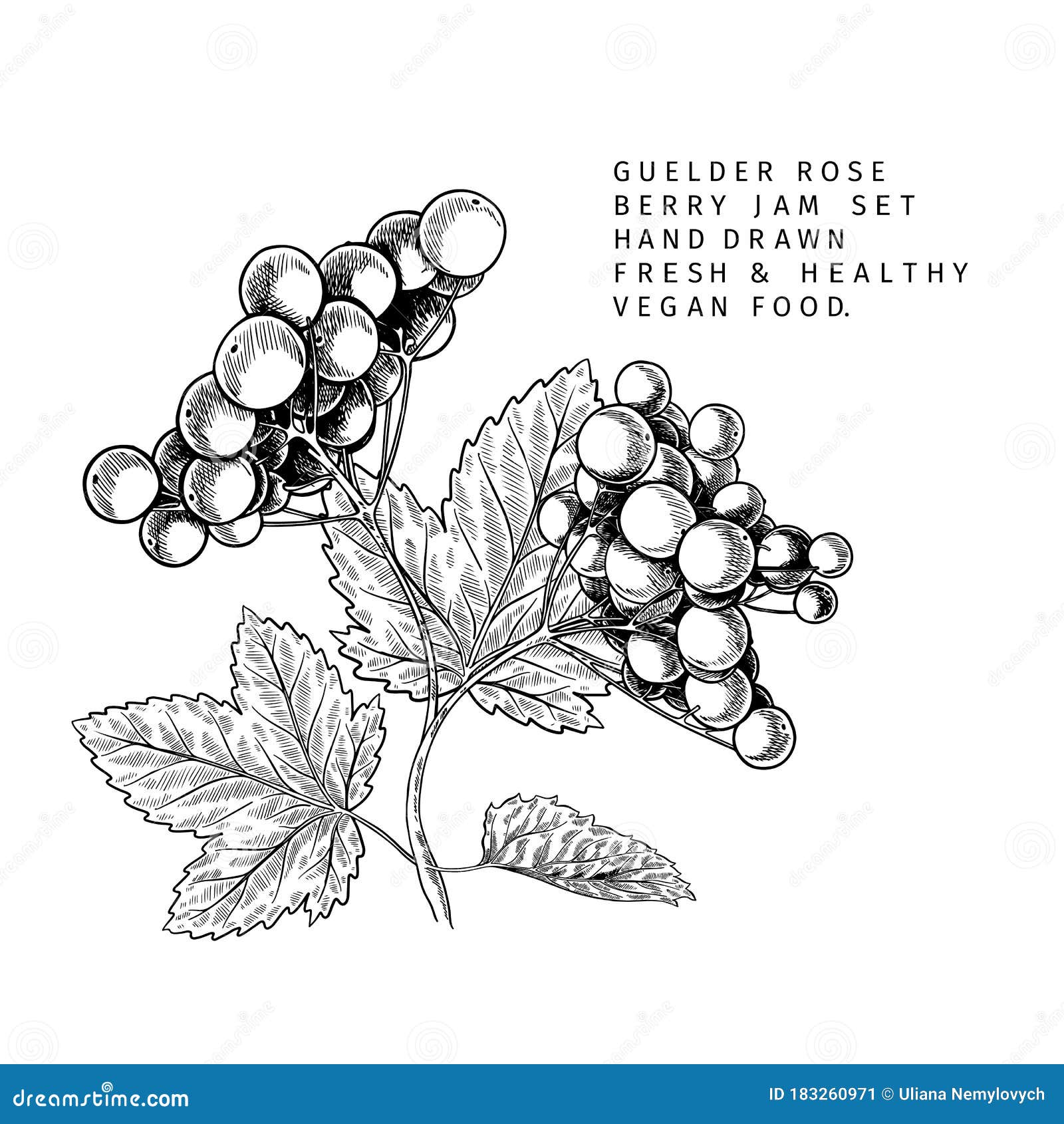 hand drawn guelder rose branch, leaf and berry. engraved  . virginity agriculture plant. summer