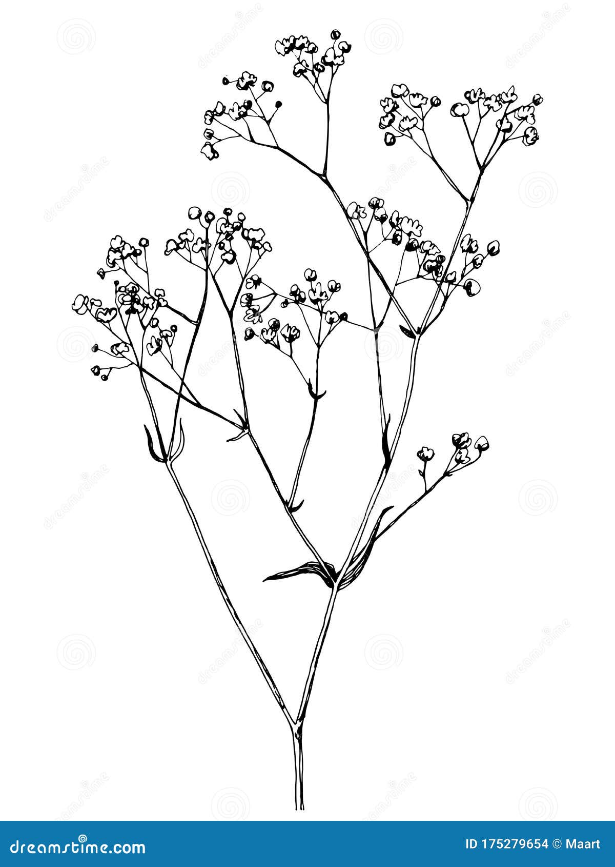 hand drawn gypsophila branch