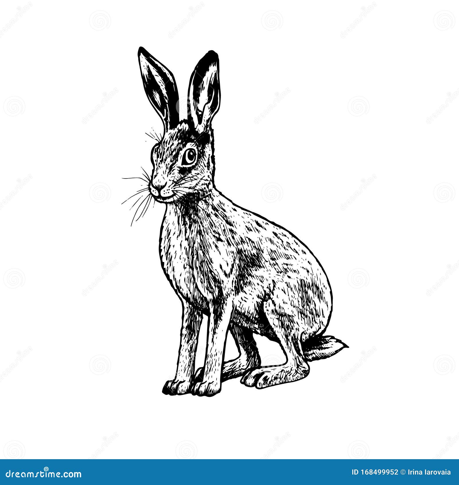 Hand Drawn Hare. Vector Black White Sketch. Stock Vector Illustration